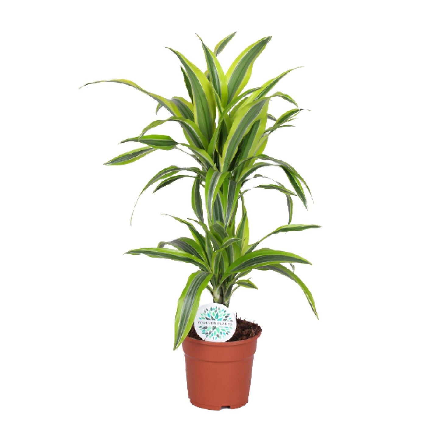 Dracaena Lemon Lime – Frisse Blikvanger met Geelgroene Strepen