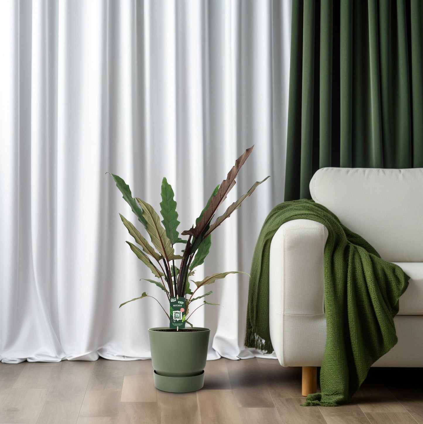 Alocasia lauterbachiana – Golvende Bladkunst met Paarsgroene Klasse