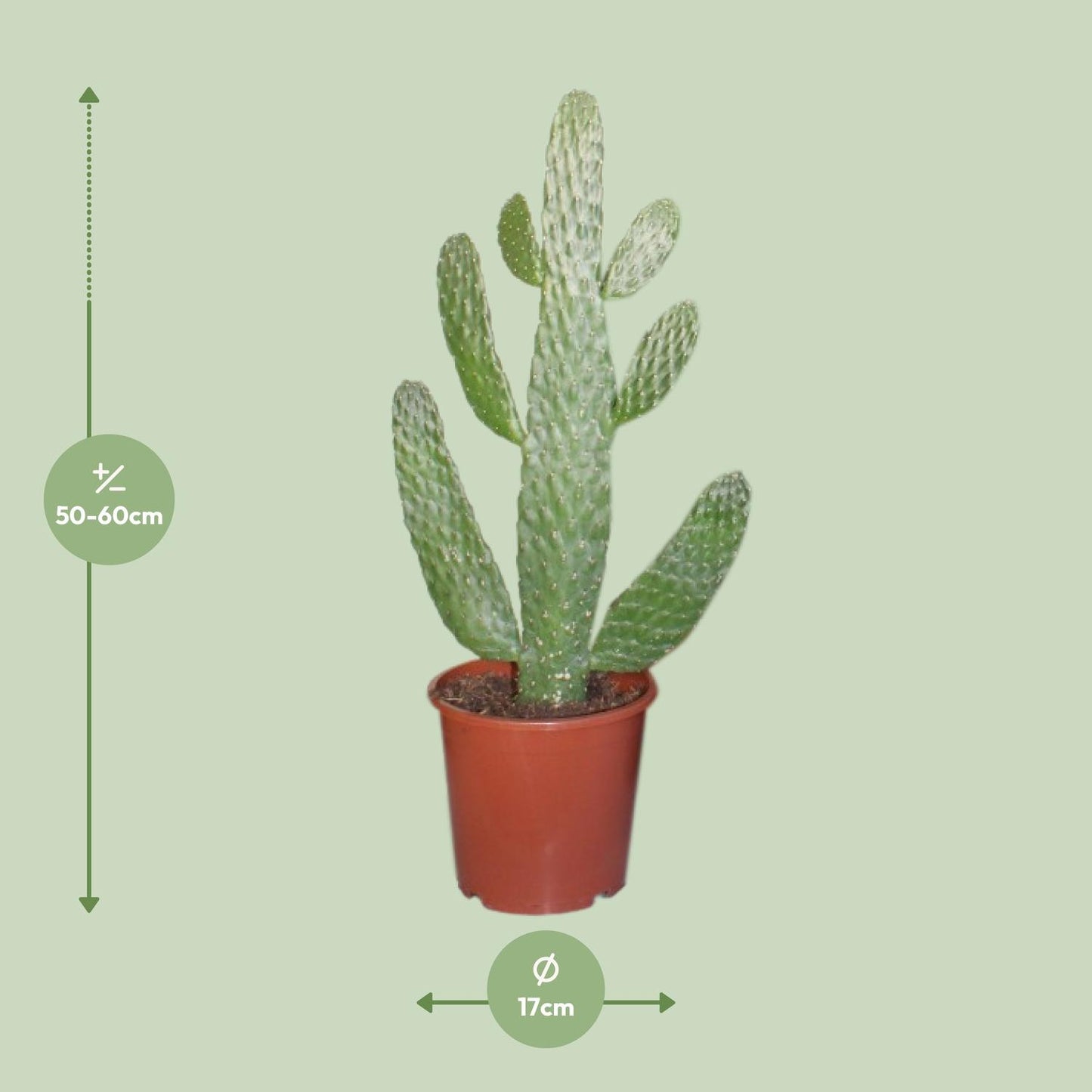 Opuntia Consolea – Stoere Cactus met Sculpturale Vorm