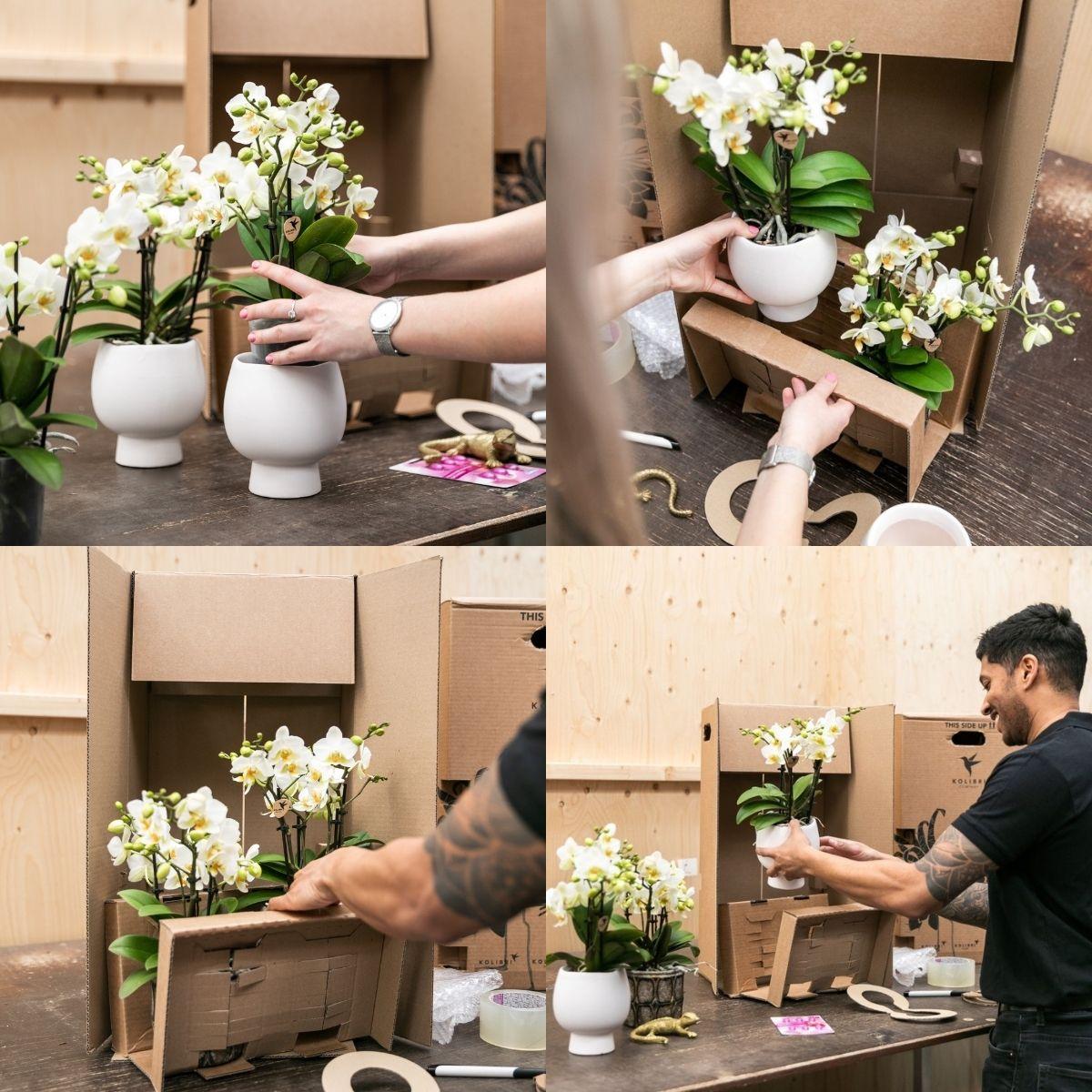 Romantische Plantenset met Roze Orchidee Andorra – Zachte Sfeer in Huis
