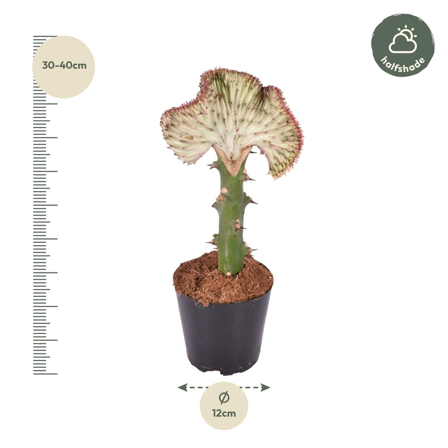 Euphorbia lactea Cristata 'Rood' – Unieke Koraalcactus voor Binnen