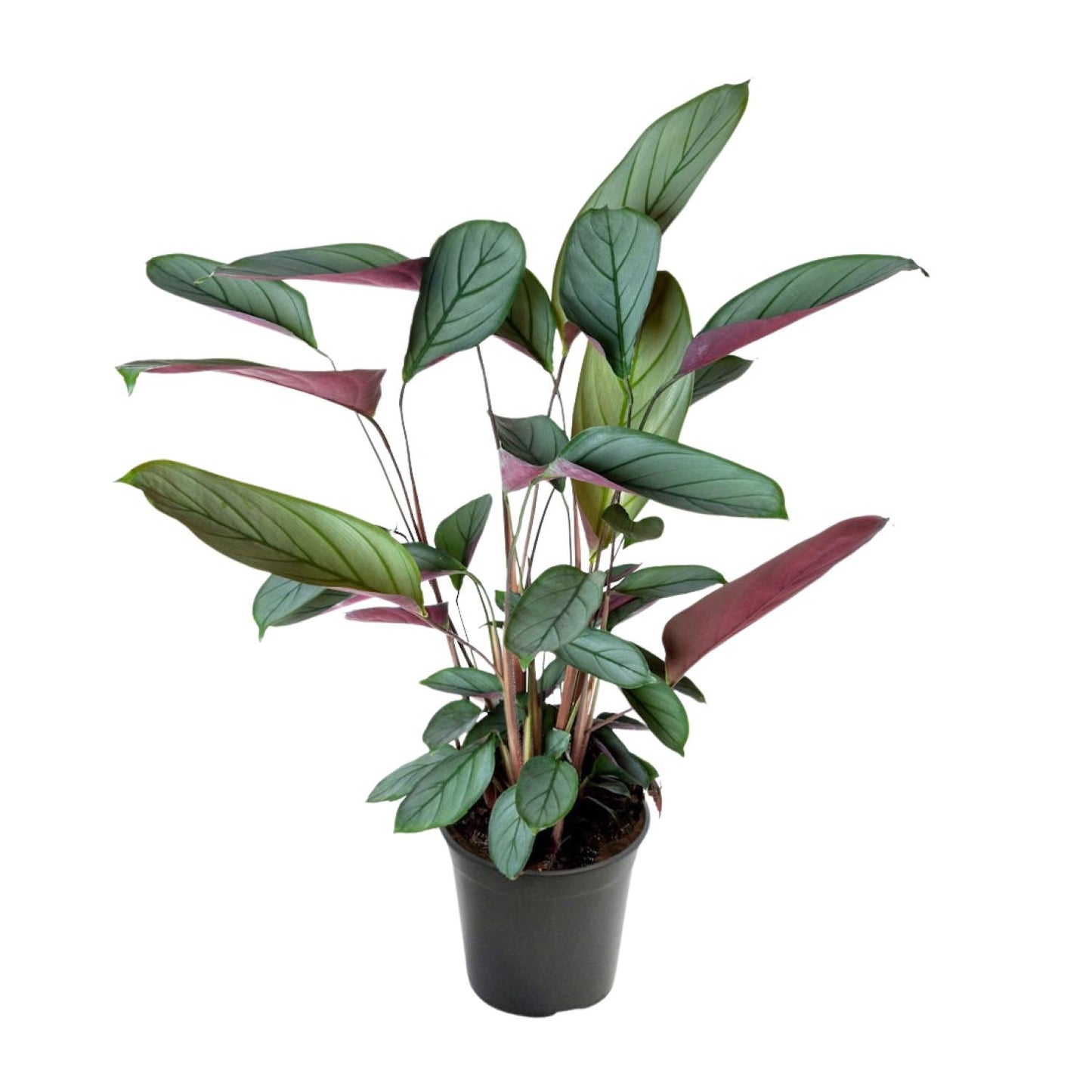 Ctenanthe Setosa – Tropische Blikvanger met Zilvergroen Gestreept Blad