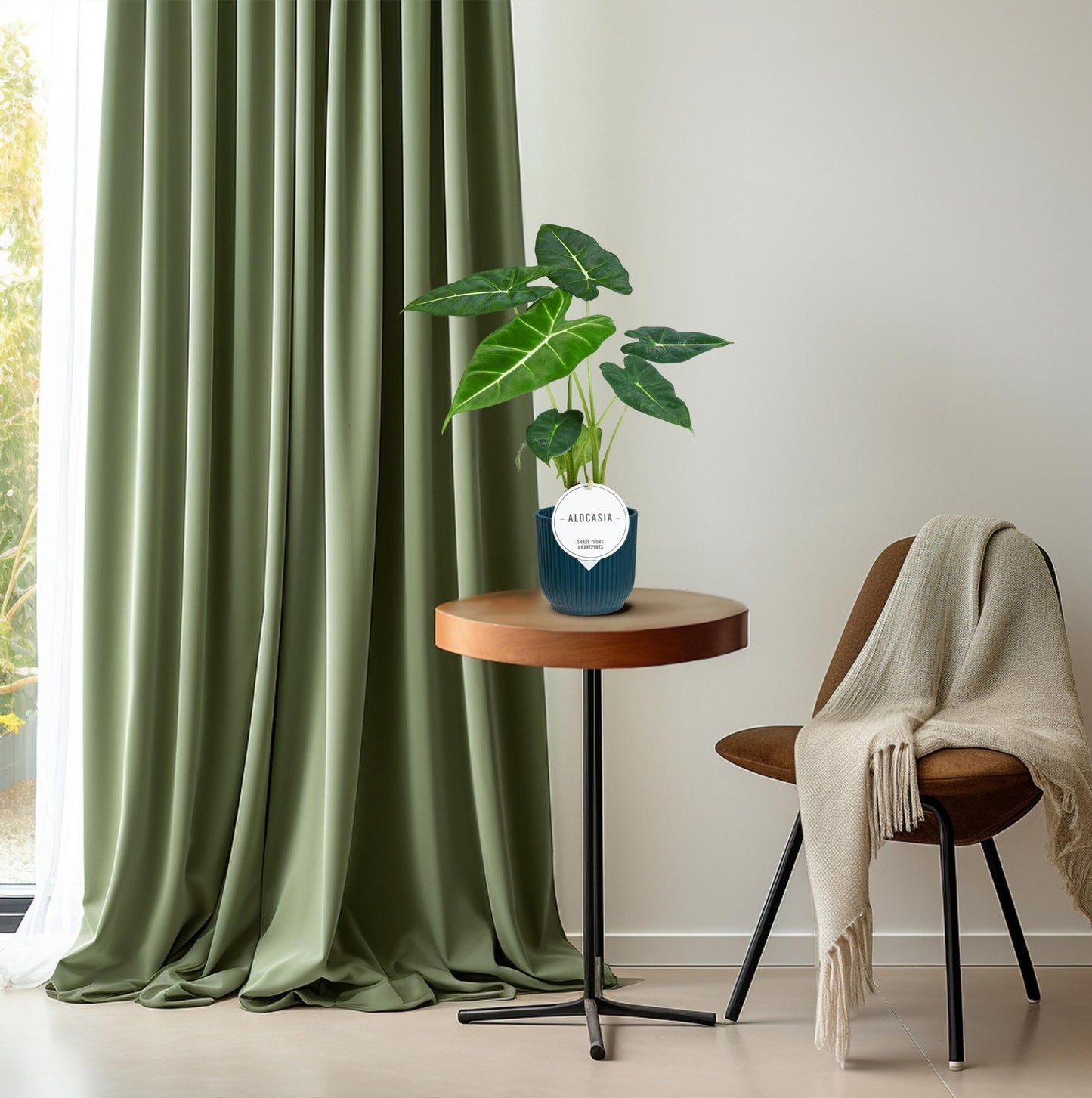 Alocasia 'Frydek' – Fluweelachtige Olifantsoor | Luxe Bladplant met Diepgroene Bladeren