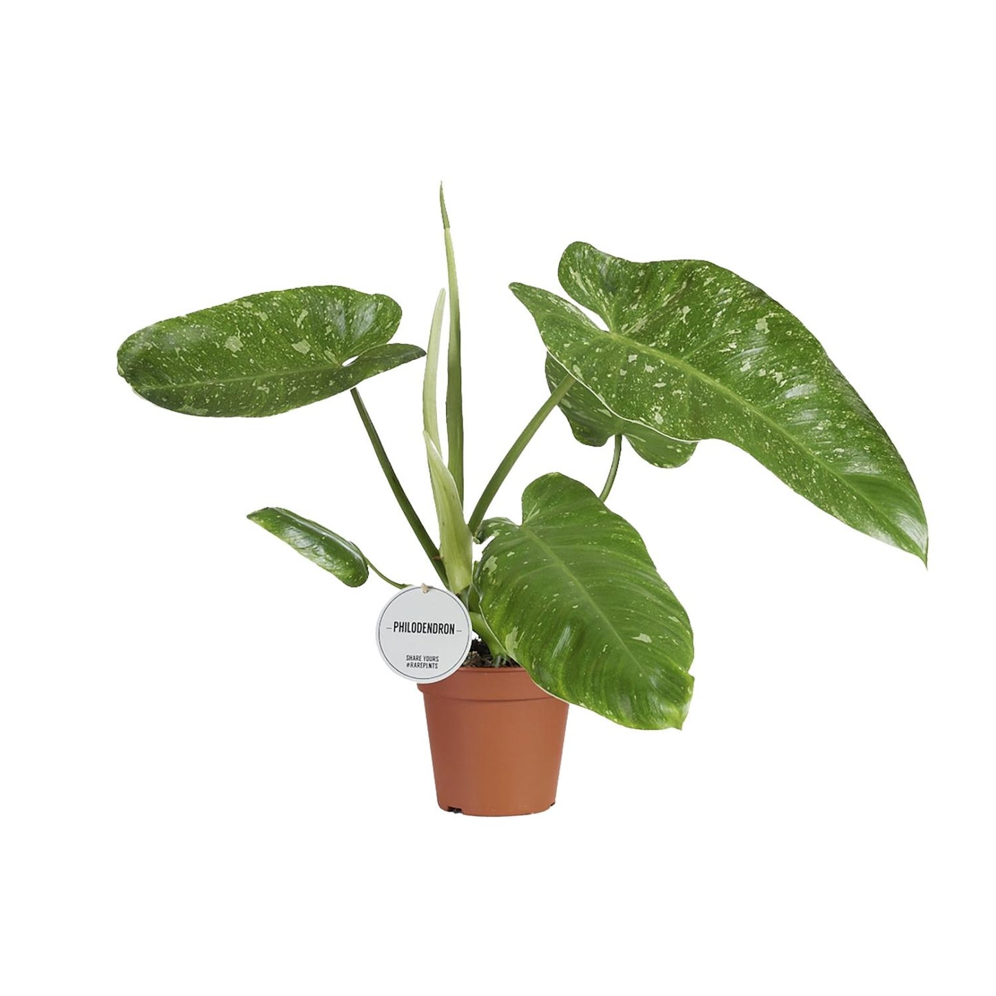 Philodendron Jose Buono – Zeldzame Variegata met Spectaculair Gevlekt Blad