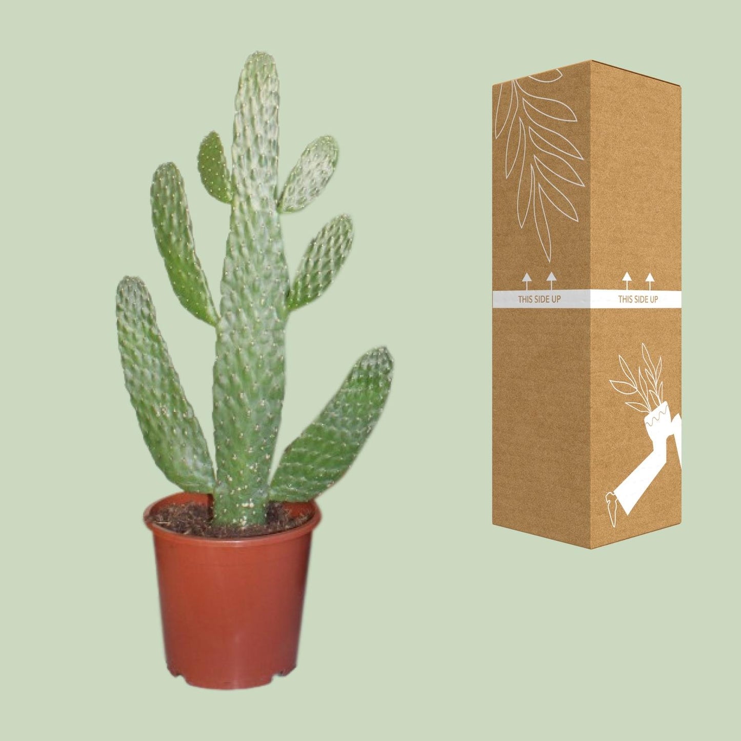 Opuntia Consolea – Stoere Cactus met Sculpturale Vorm