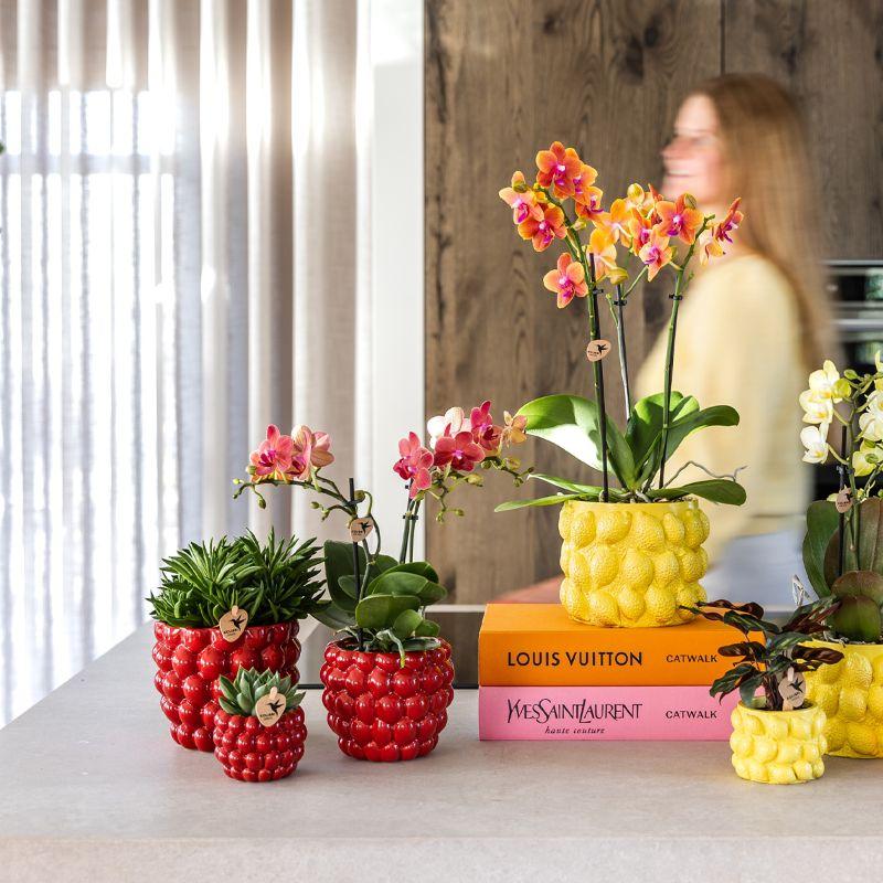 Luxe Plantenset – Rode Phalaenopsis Orchidee ‘Congo’ & Succulenten – Inclusief Keramieken Berry Sierpotten