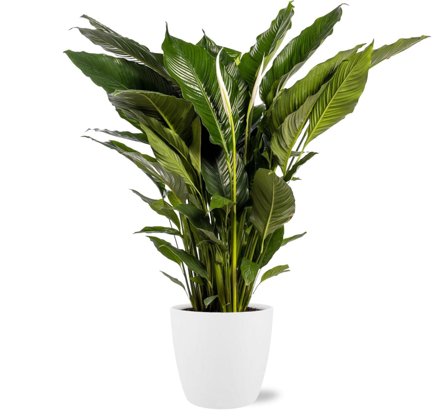 Spathiphyllum 'Sweet Sebastiano' – Lepelplant | Grote Luchtzuiveraar