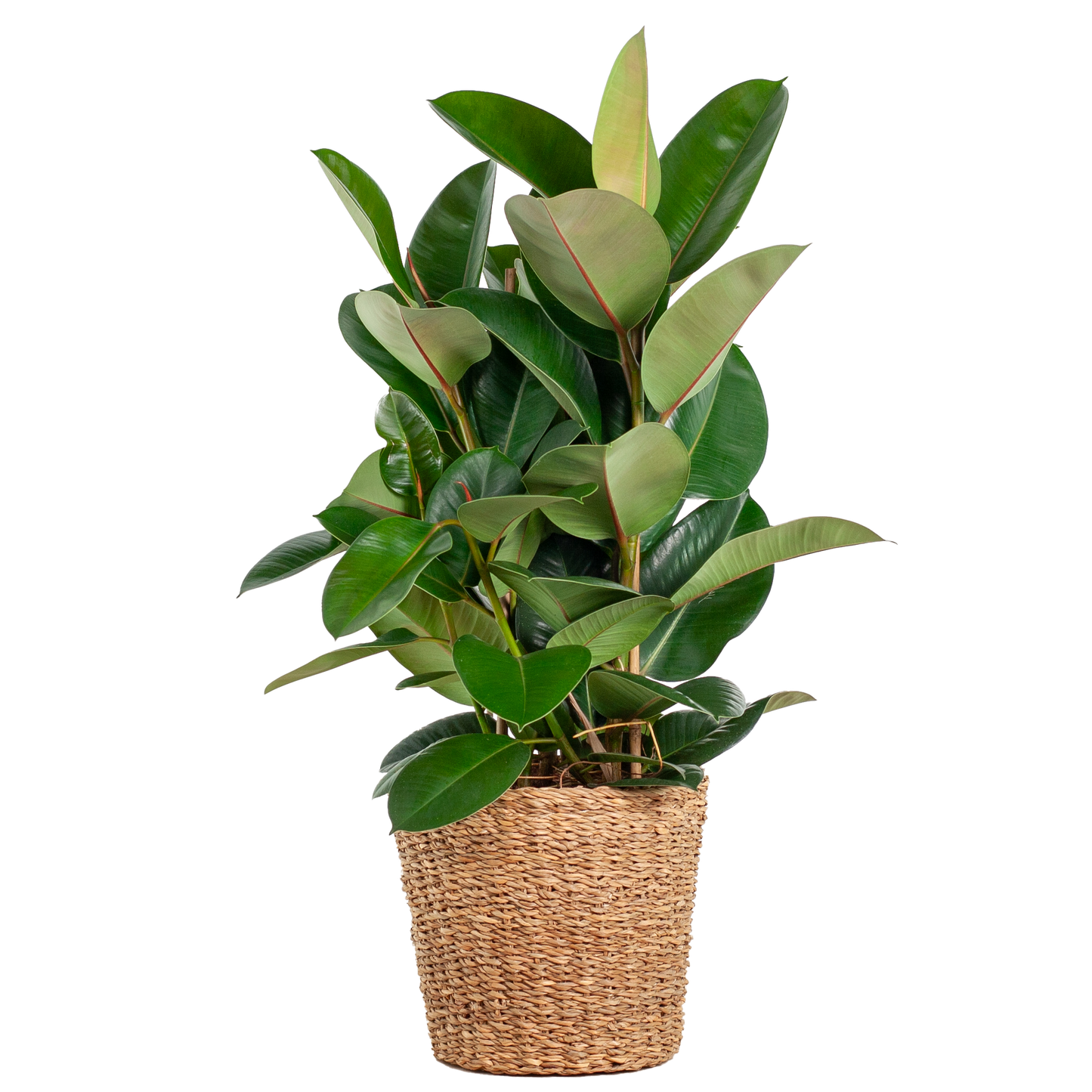 Ficus Elastica Robusta XL in mand – Stoere blikvanger met karakter