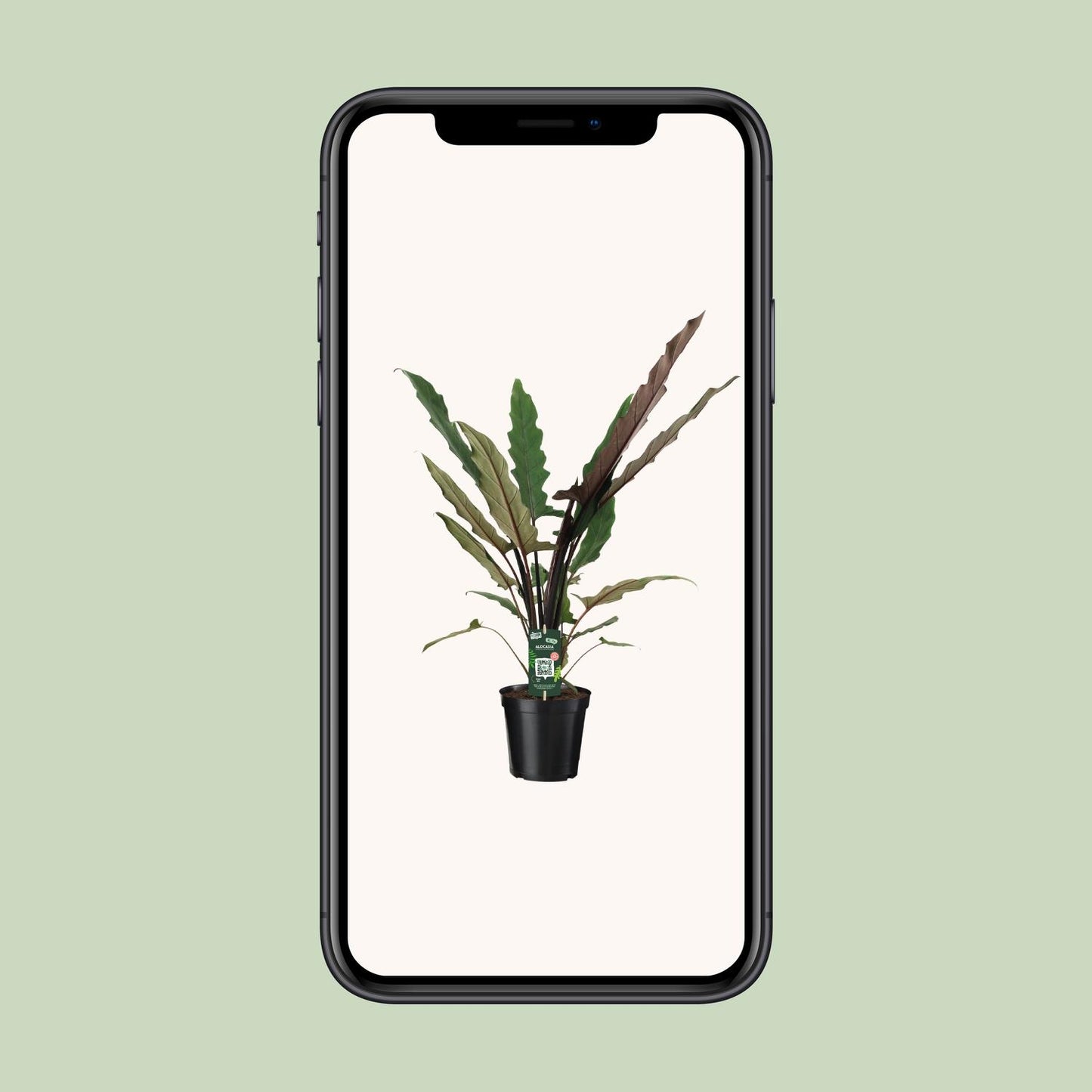 Alocasia lauterbachiana – Golvende Bladkunst met Paarsgroene Klasse