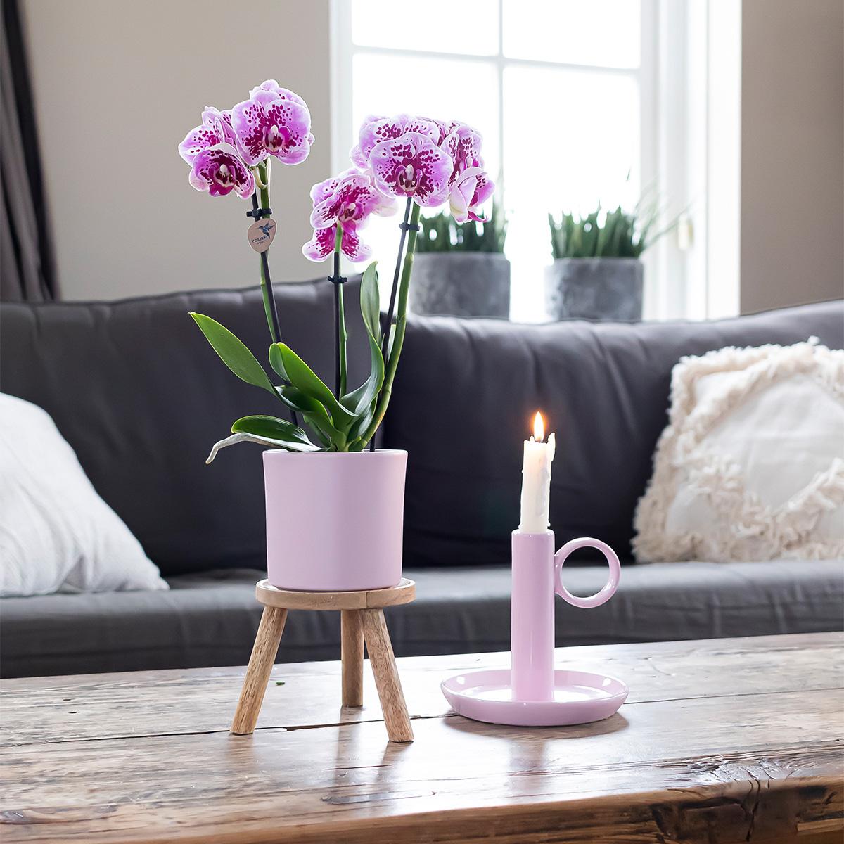 Combinatie van 2 Roze-Paarse Phalaenopsis Orchideeën – Kleurrijke Luxe met Romantische Uitstraling