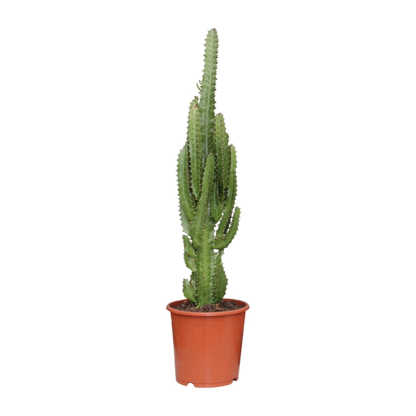 Euphorbia Trigona – Afrikaanse Melkboom met Stoere Uistraling