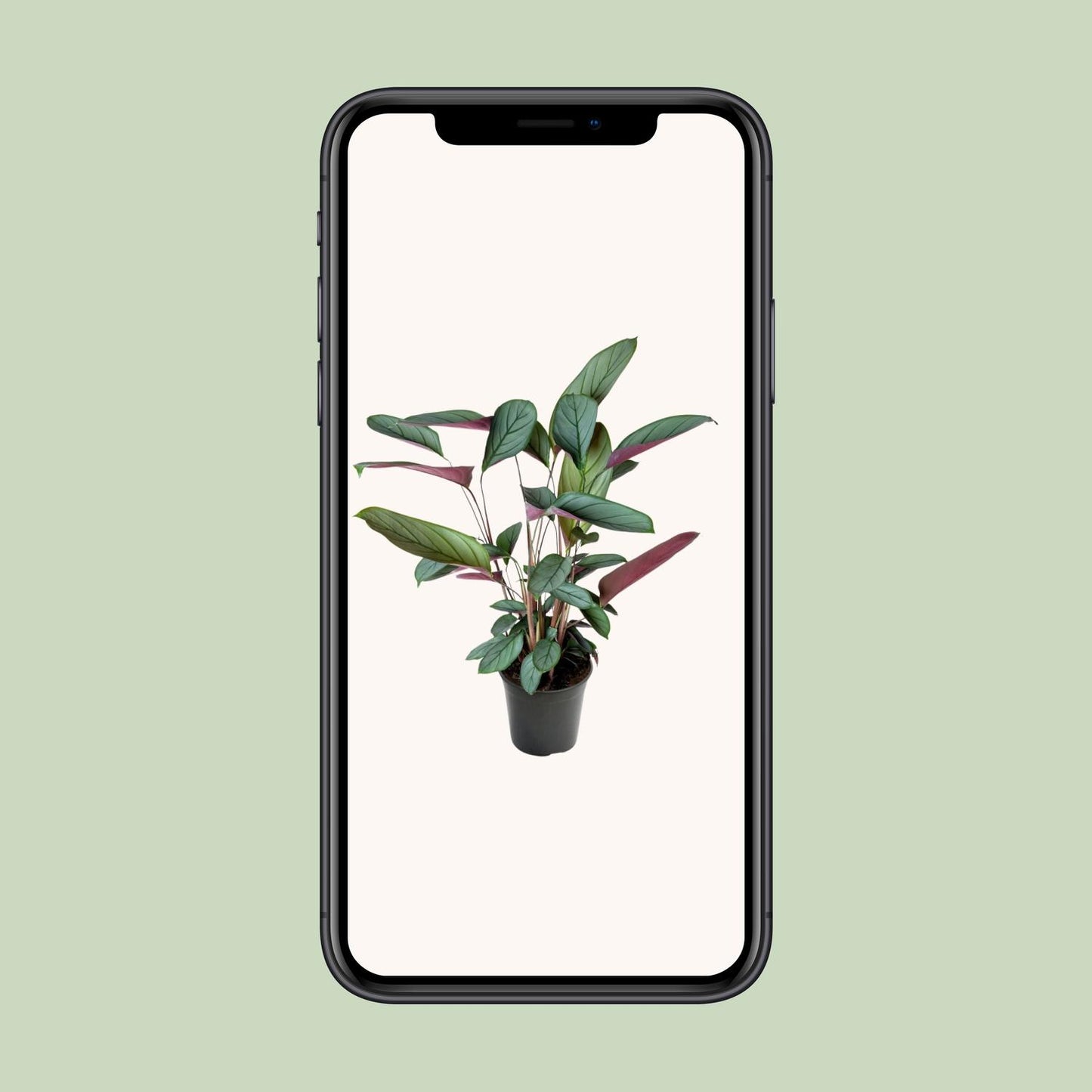 Ctenanthe Setosa – Tropische Blikvanger met Zilvergroen Gestreept Blad