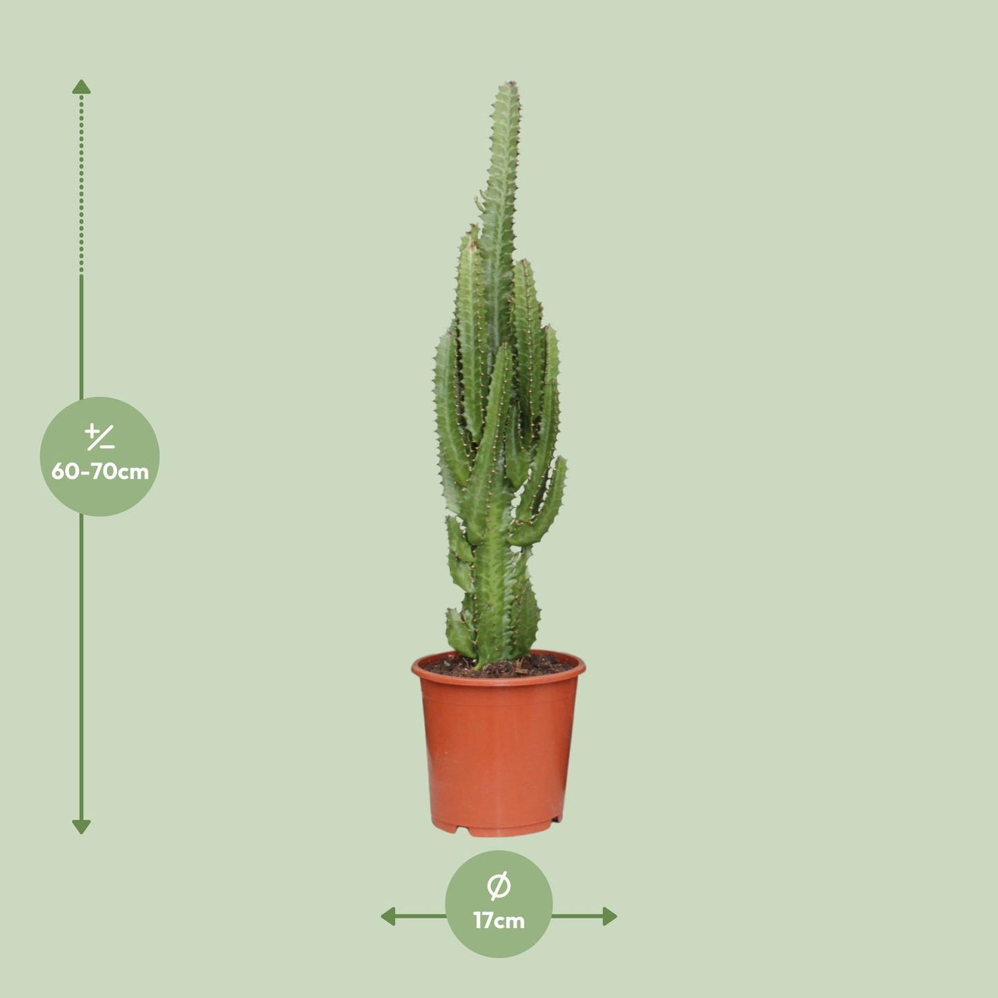 Euphorbia Trigona – Afrikaanse Melkboom met Stoere Uistraling