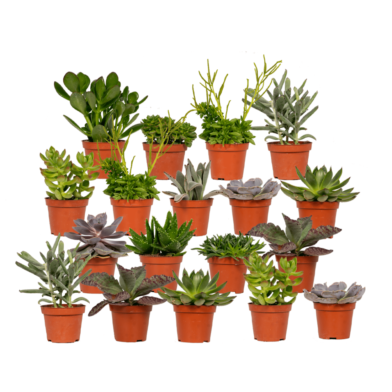 Succulenten Mix – Sterke Vetplanten in Diverse Soorten