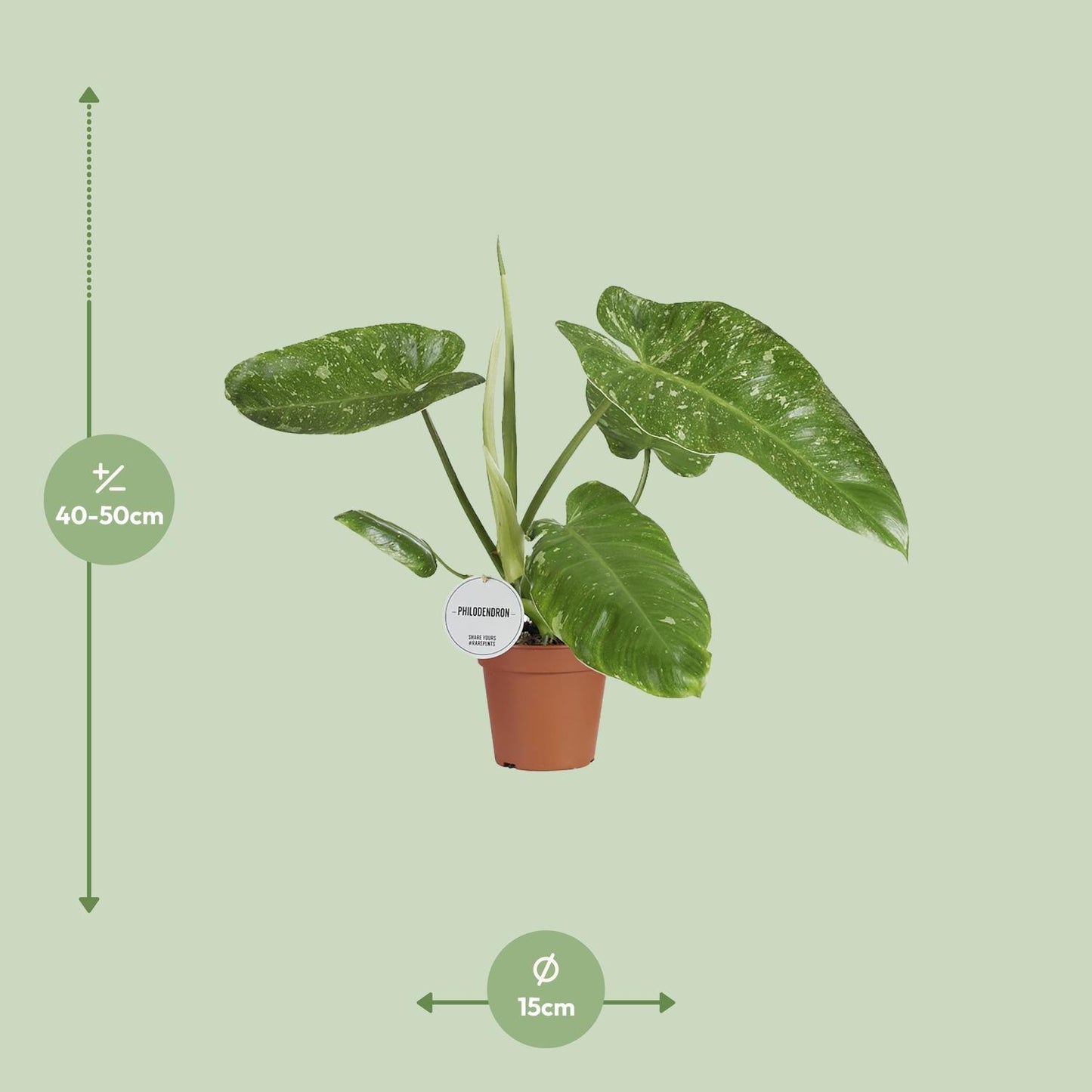 Philodendron Jose Buono – Zeldzame Variegata met Spectaculair Gevlekt Blad
