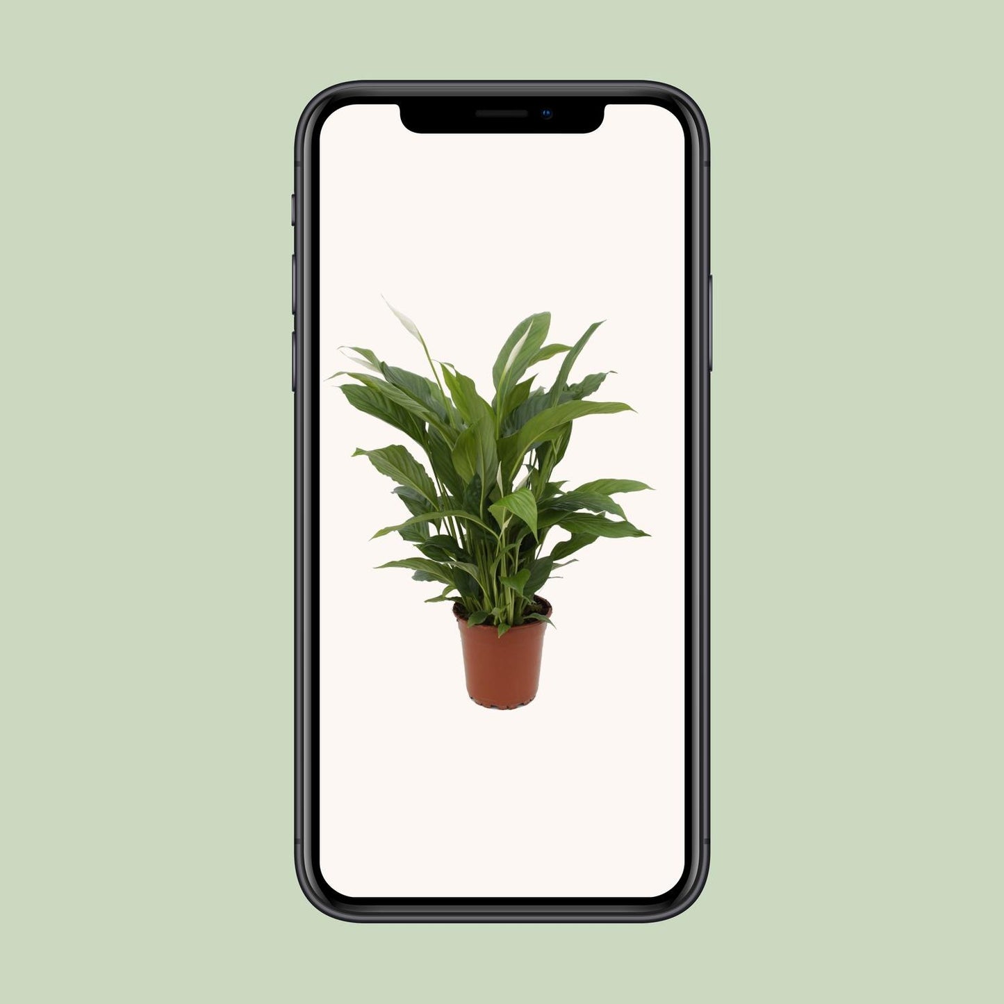 Spathiphyllum 'Torelli' – Compacte Lepelplant met Witte Bloemen | Luchtzuiverende Kamerplant