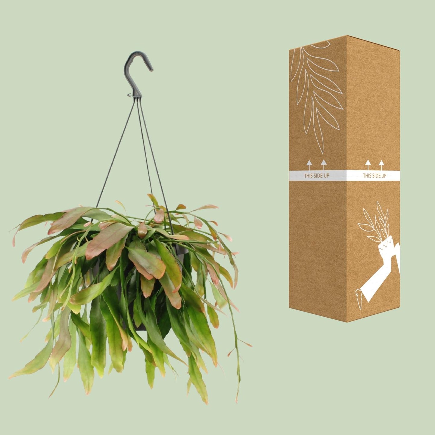 Rhipsalis ‘Red Coral’ – Moderne Hangplant met Rode Accenten en Koraalvorm