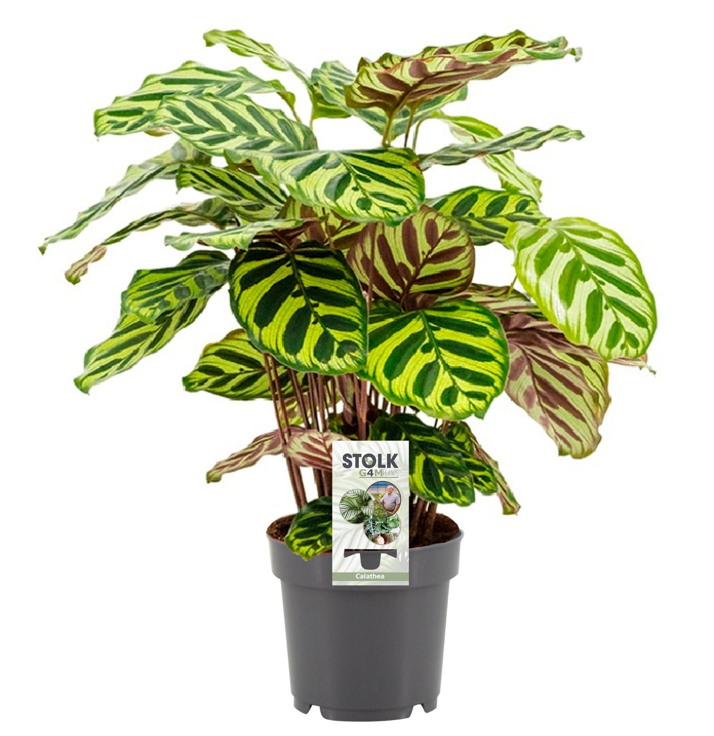 Calathea Makoyana – Pauwenplant met Uniek Gevederd Bladpatroon