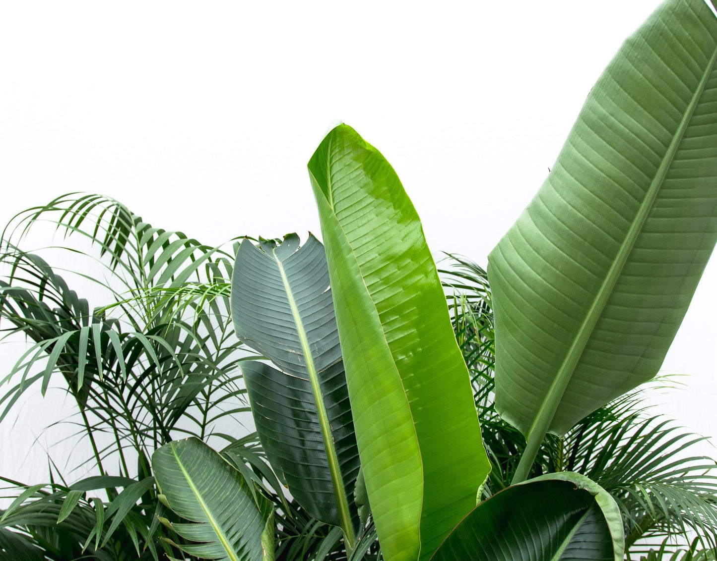 Voordeelpakket XXL – Kentia 200 cm, Strelitzia Nicolai 225 cm & Areca Palm 200 cm