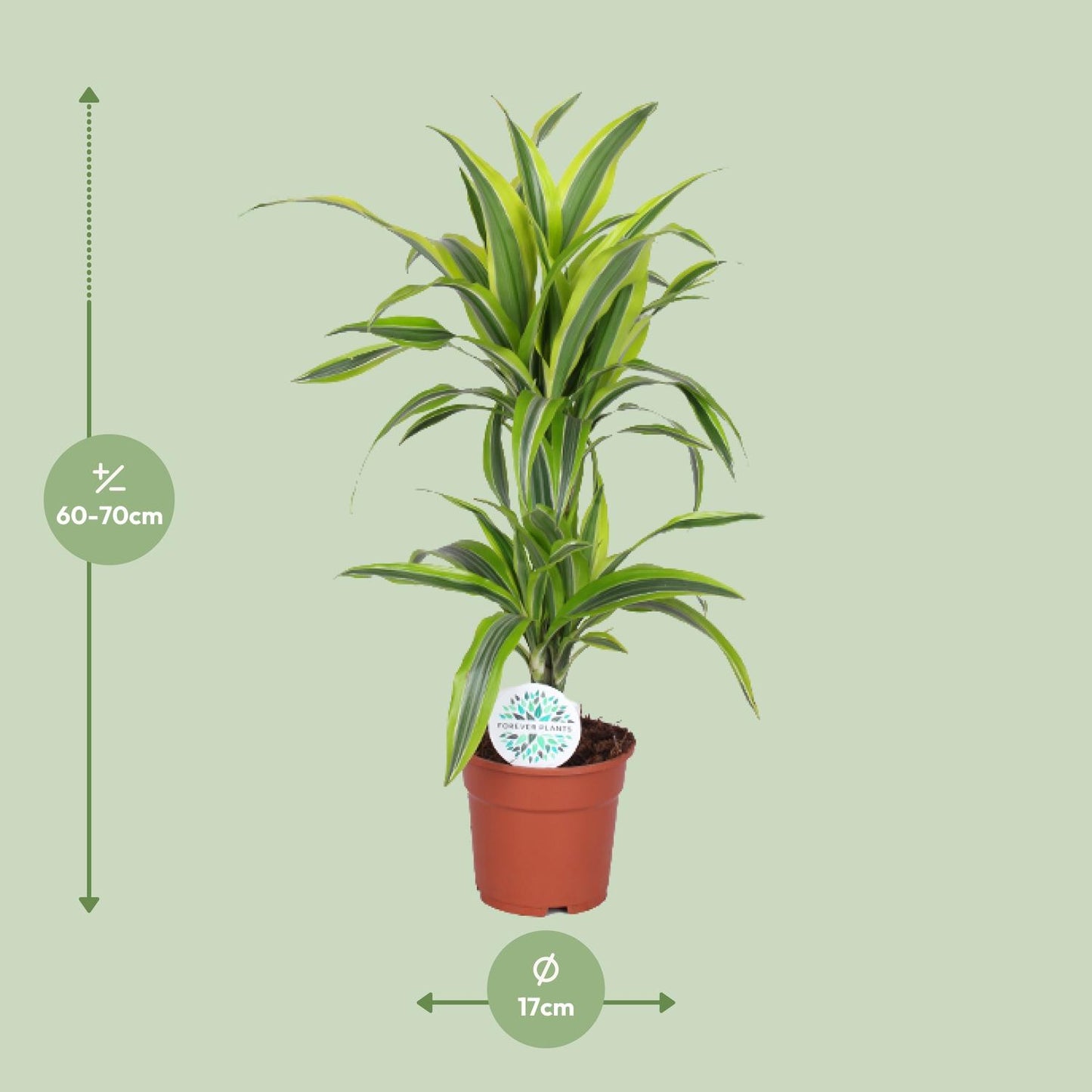 Dracaena Lemon Lime – Frisse Blikvanger met Geelgroene Strepen
