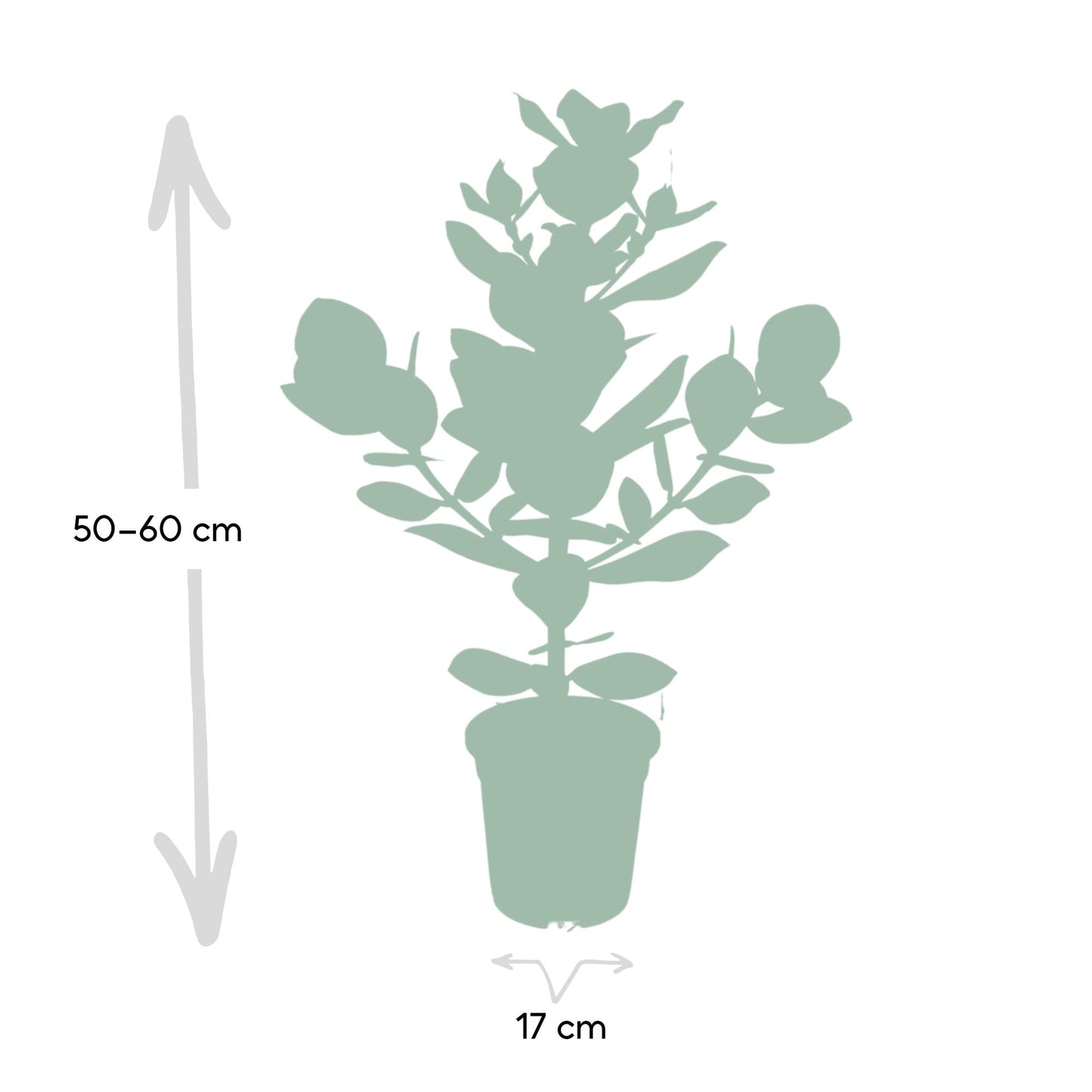 Clusia rosea ‘Princess’ – Stoere Kamerplant met Glanzend Groen Blad