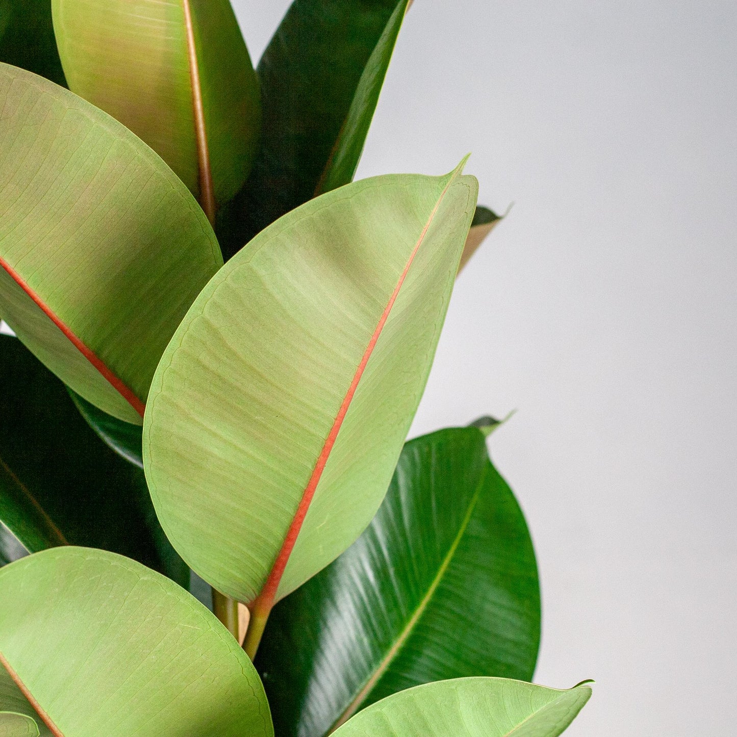Ficus Elastica Robusta XL in mand – Stoere blikvanger met karakter