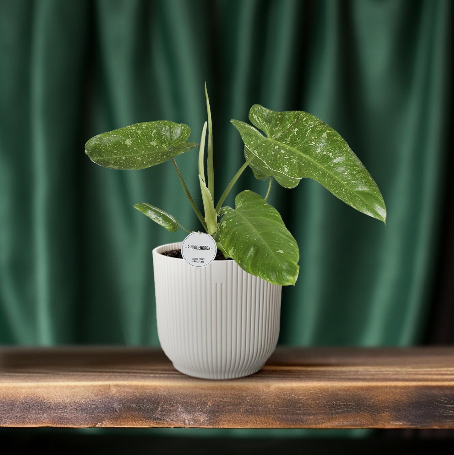 Philodendron Jose Buono – Zeldzame Variegata met Spectaculair Gevlekt Blad