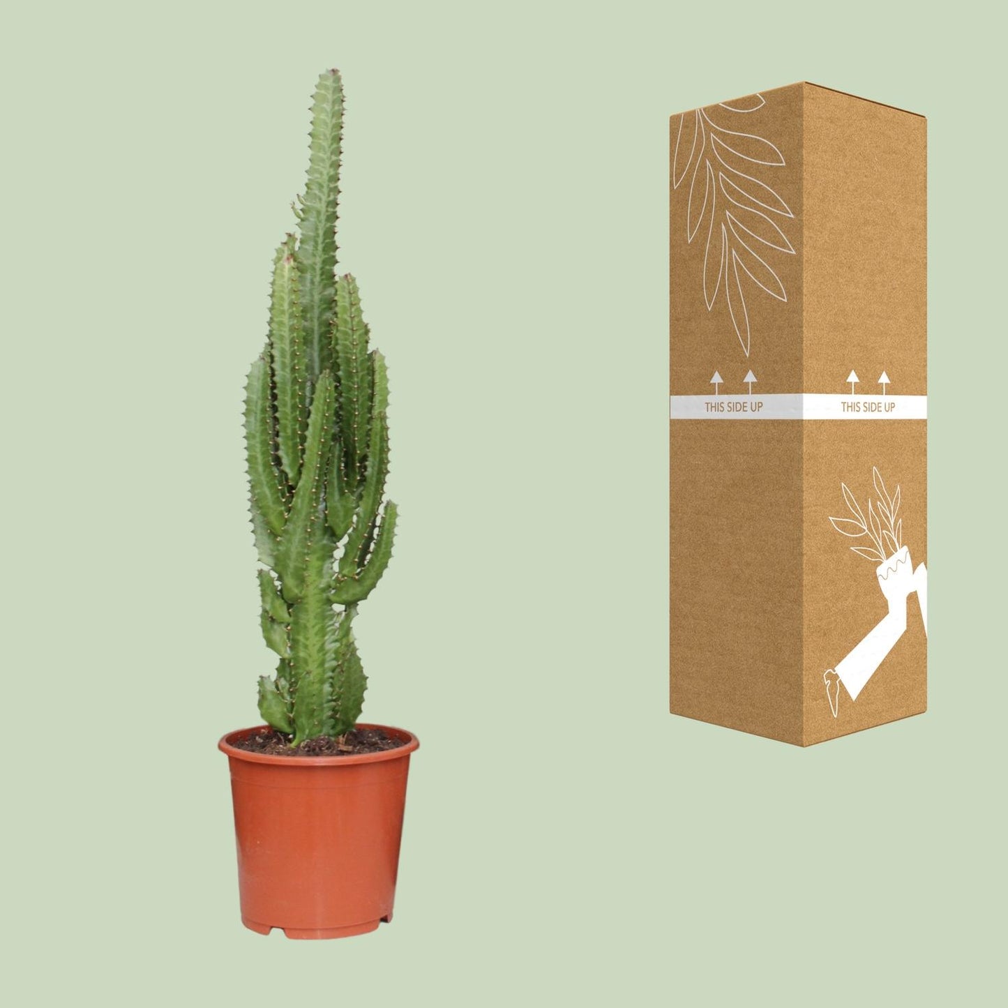 Euphorbia Trigona – Afrikaanse Melkboom met Stoere Uistraling