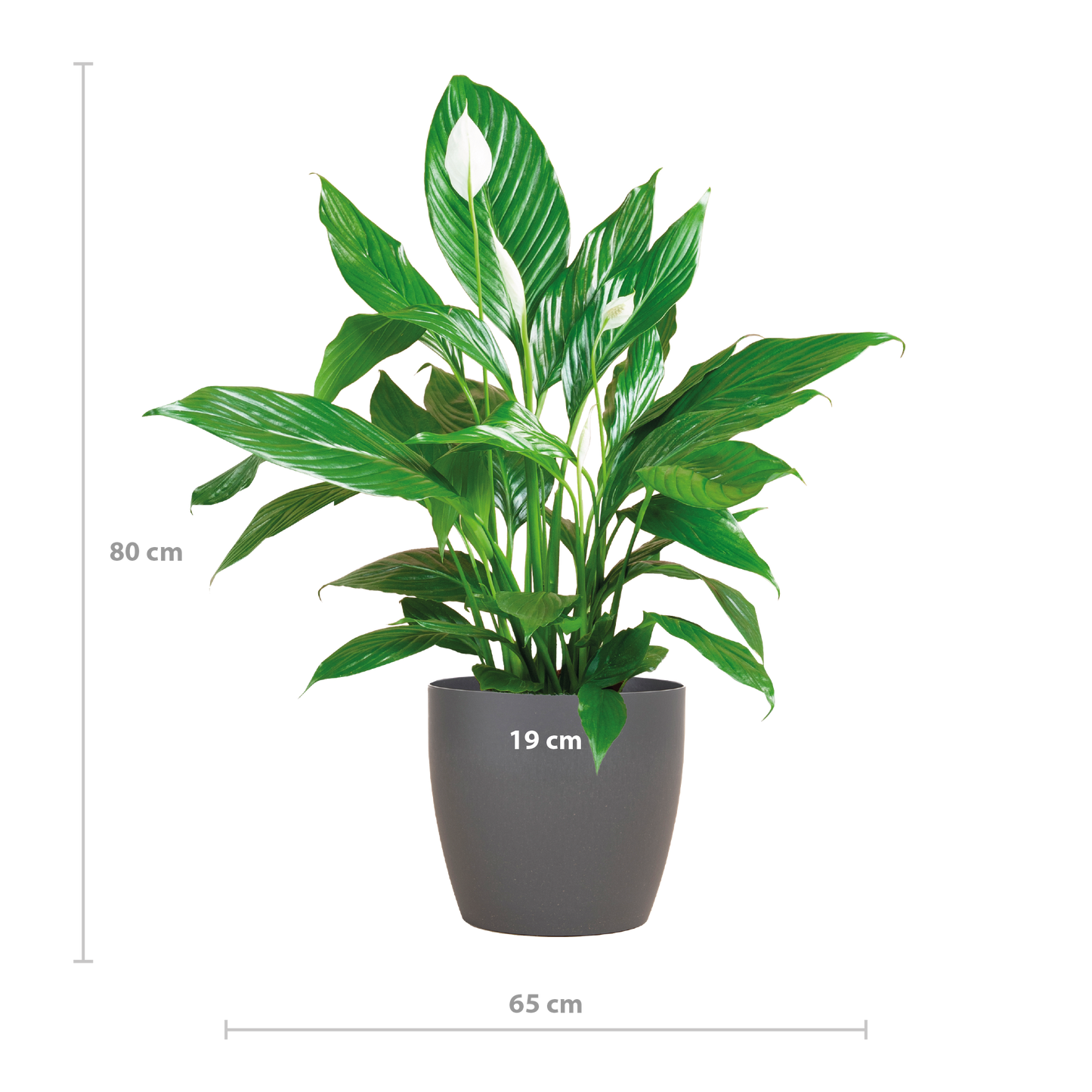 Spathiphyllum Sweet Lauretta met duurzame Viber pot – stijlvol en luchtzuiverend