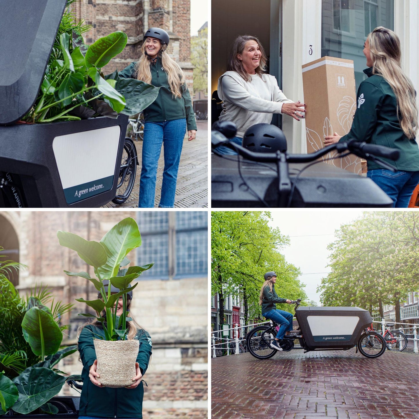 Clusia rosea ‘Princess’ – Stoere Kamerplant met Glanzend Groen Blad