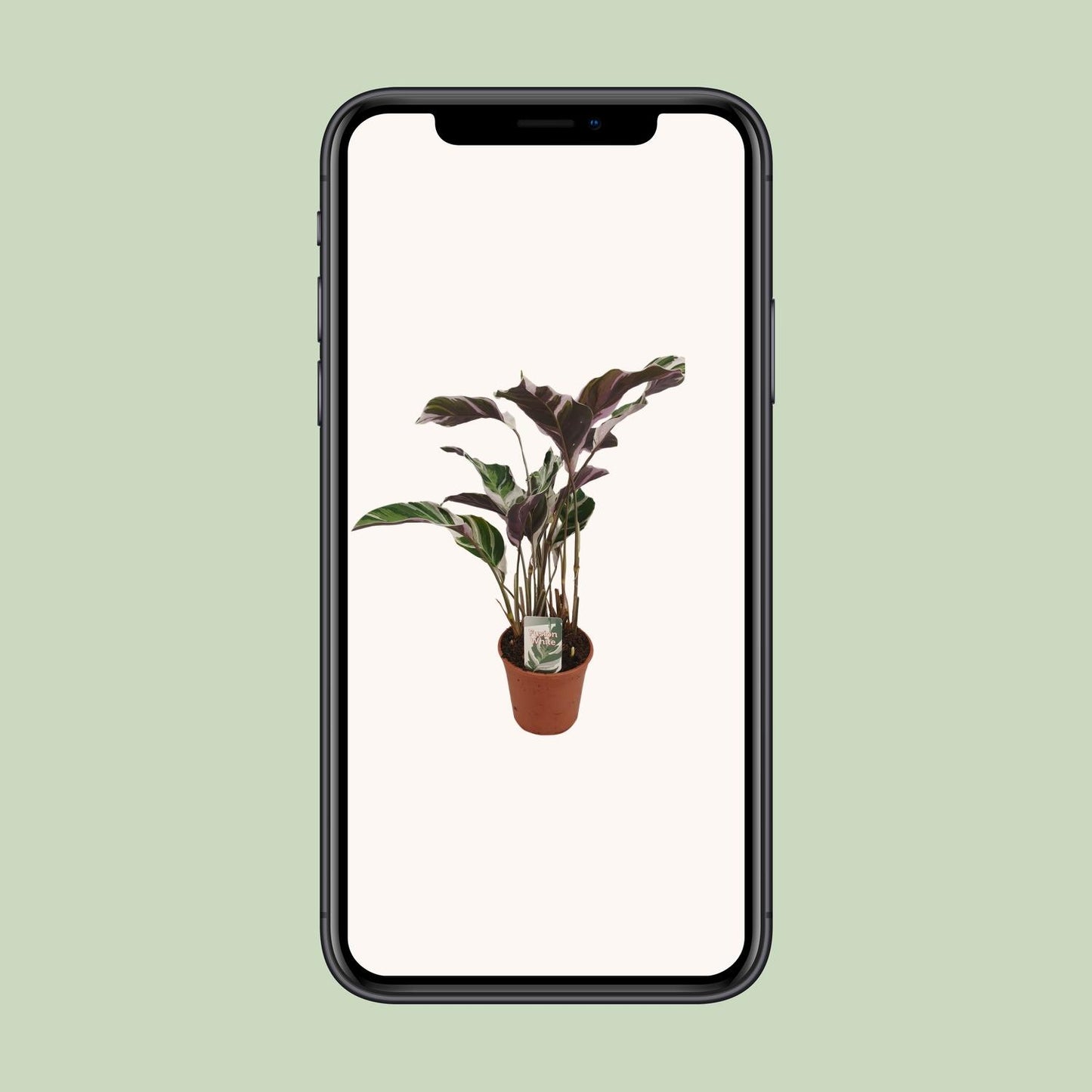 Calathea 'Fusion White' – Zeldzame Kunstwerkplant met Wit-Paarse Bladtekening