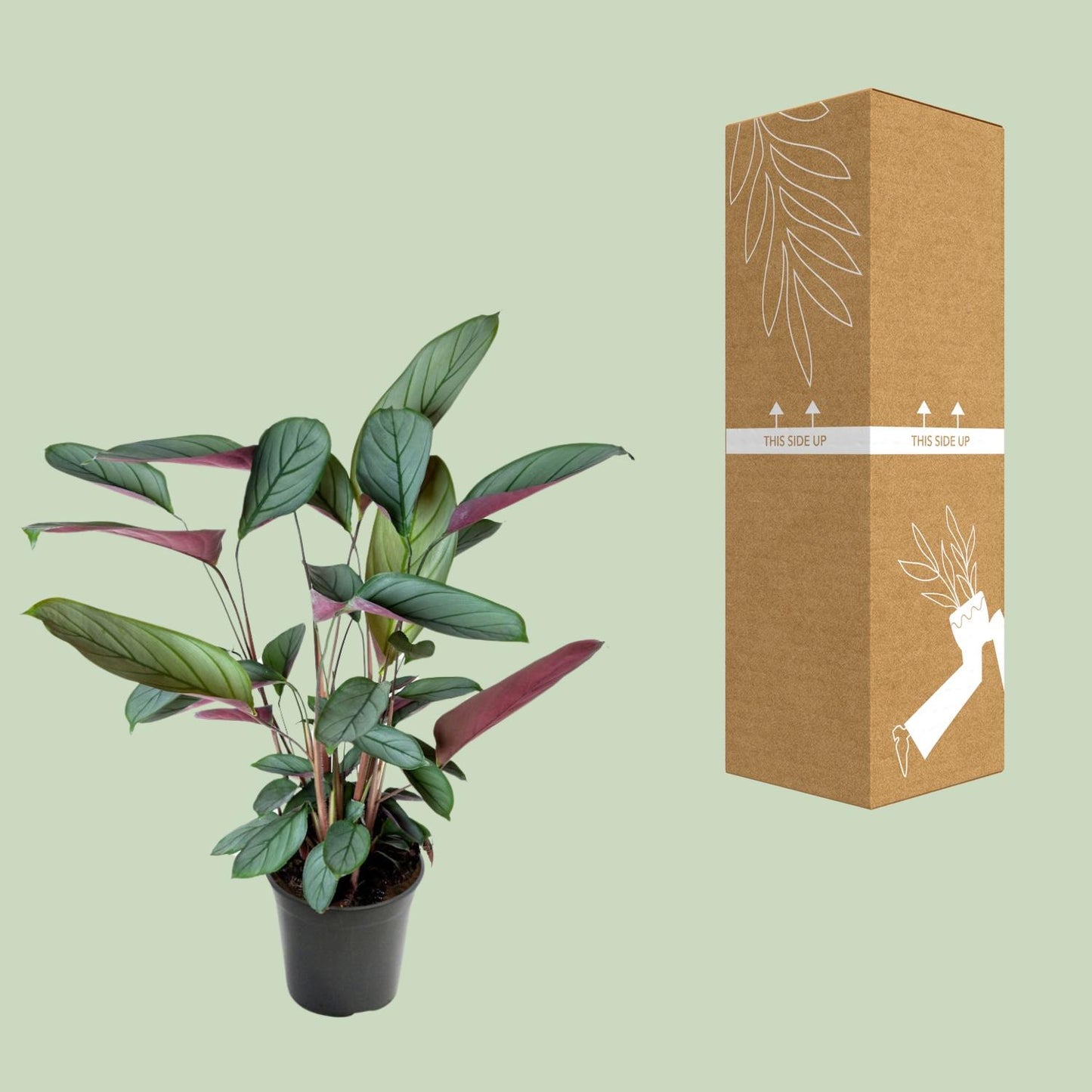 Ctenanthe Setosa – Tropische Blikvanger met Zilvergroen Gestreept Blad