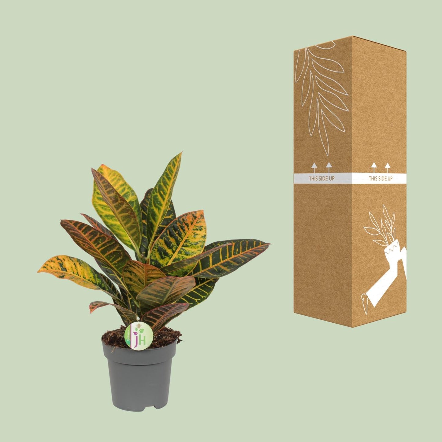 Codiaeum Petra – Kleurexplosie met Tropisch Karakter