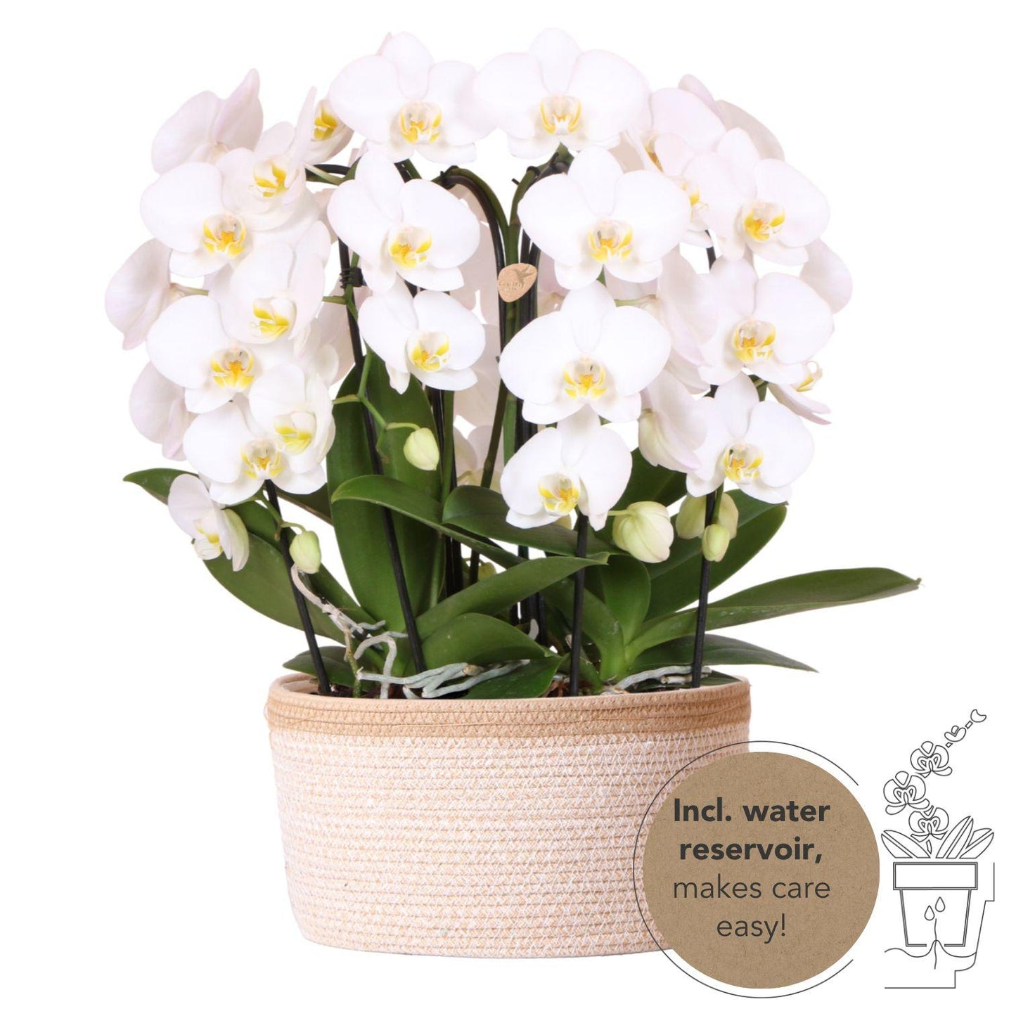 Set van 3 orchideeën met waterreservoir | Langdurige bloei & makkelijke verzorging