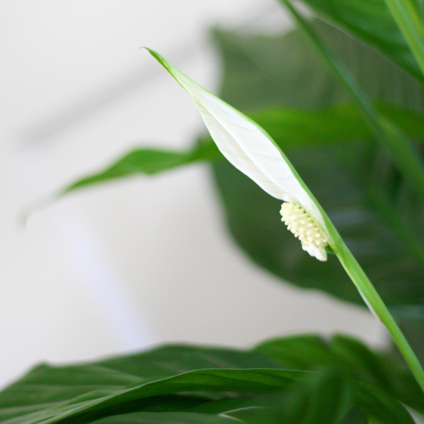 Spathiphyllum Sweet Lauretta met duurzame Viber pot – stijlvol en luchtzuiverend