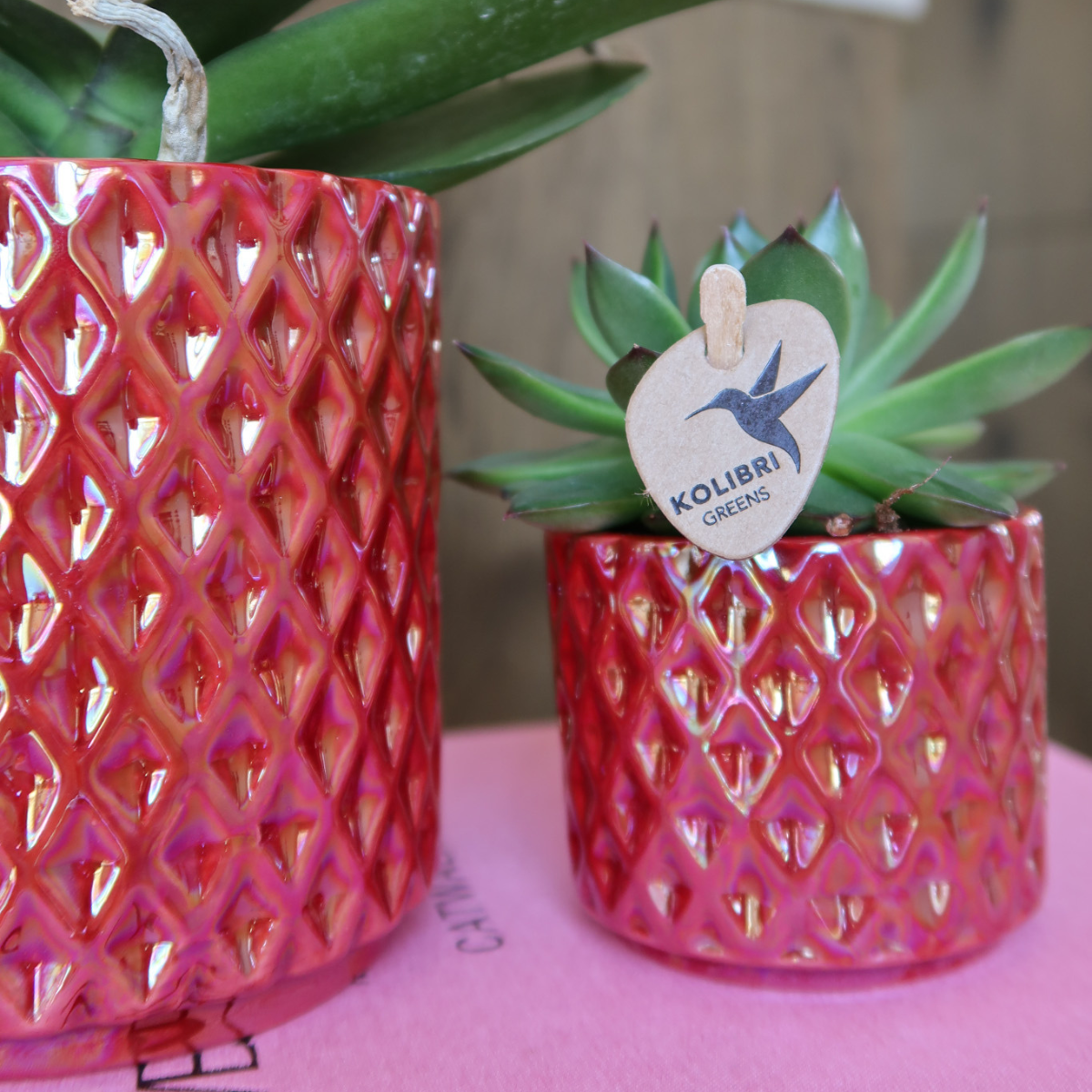 Rode Phalaenopsis Congo Orchidee in Diamond Pearl Pot – Luxe Eyecatcher