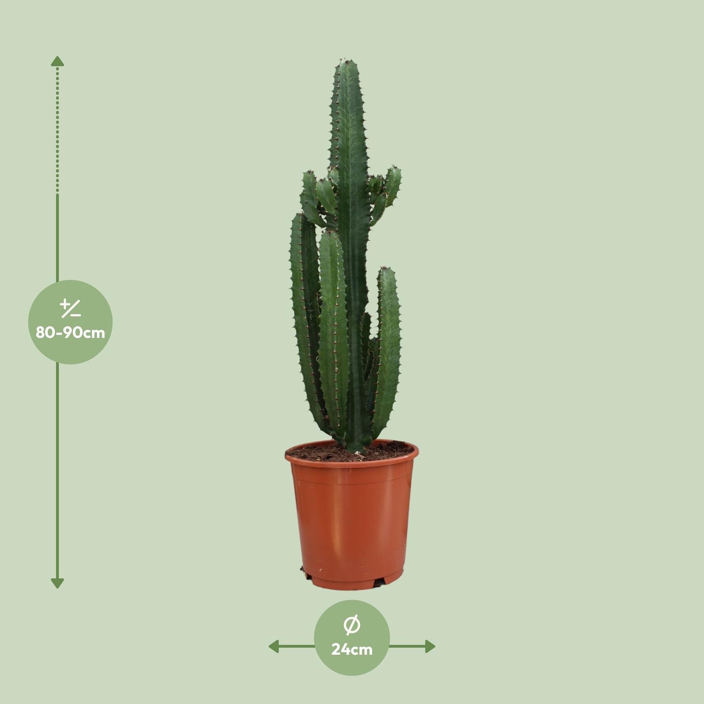 Euphorbia Trigona Rubra – Rode Afrikaanse Melkboom met Sculpturale Vorm