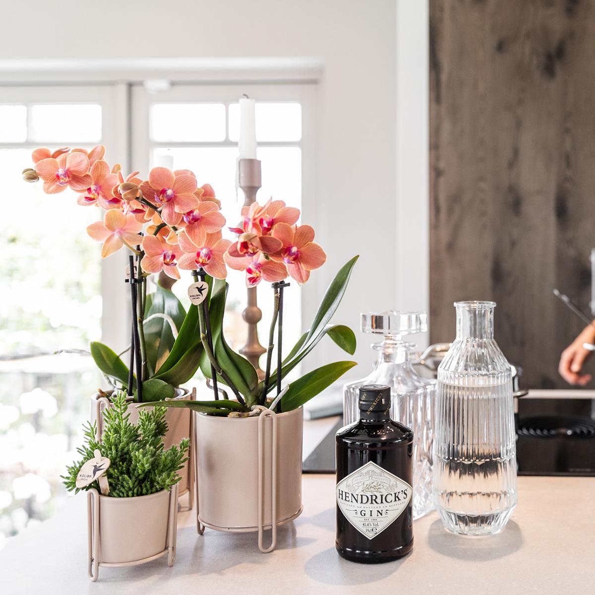 Combinatie van 2 Oranje Phalaenopsis Orchideeën – Energie en Warmte in Één Set