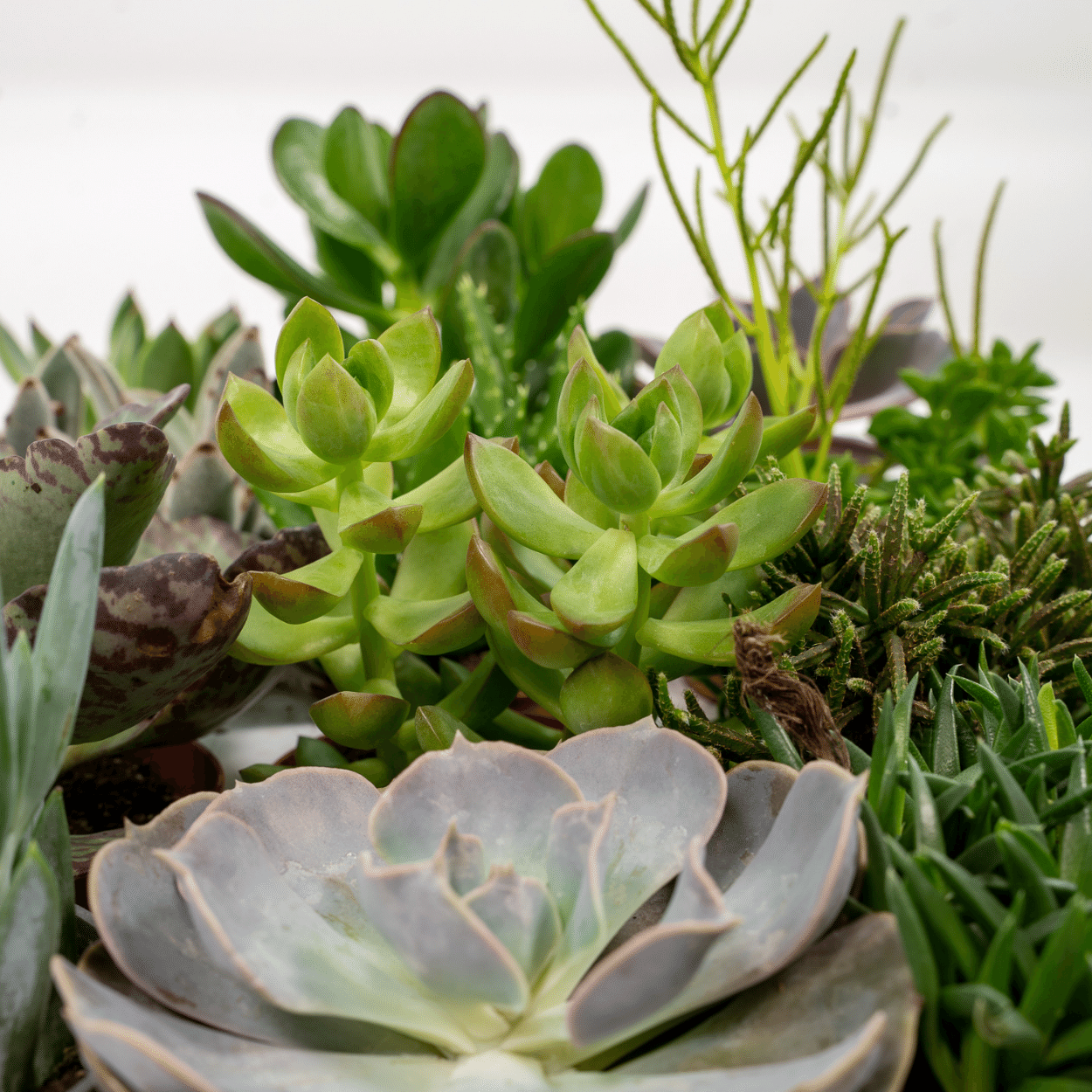 Succulenten Mix – Onderhoudsvriendelijke vetplanten voor elk interieur