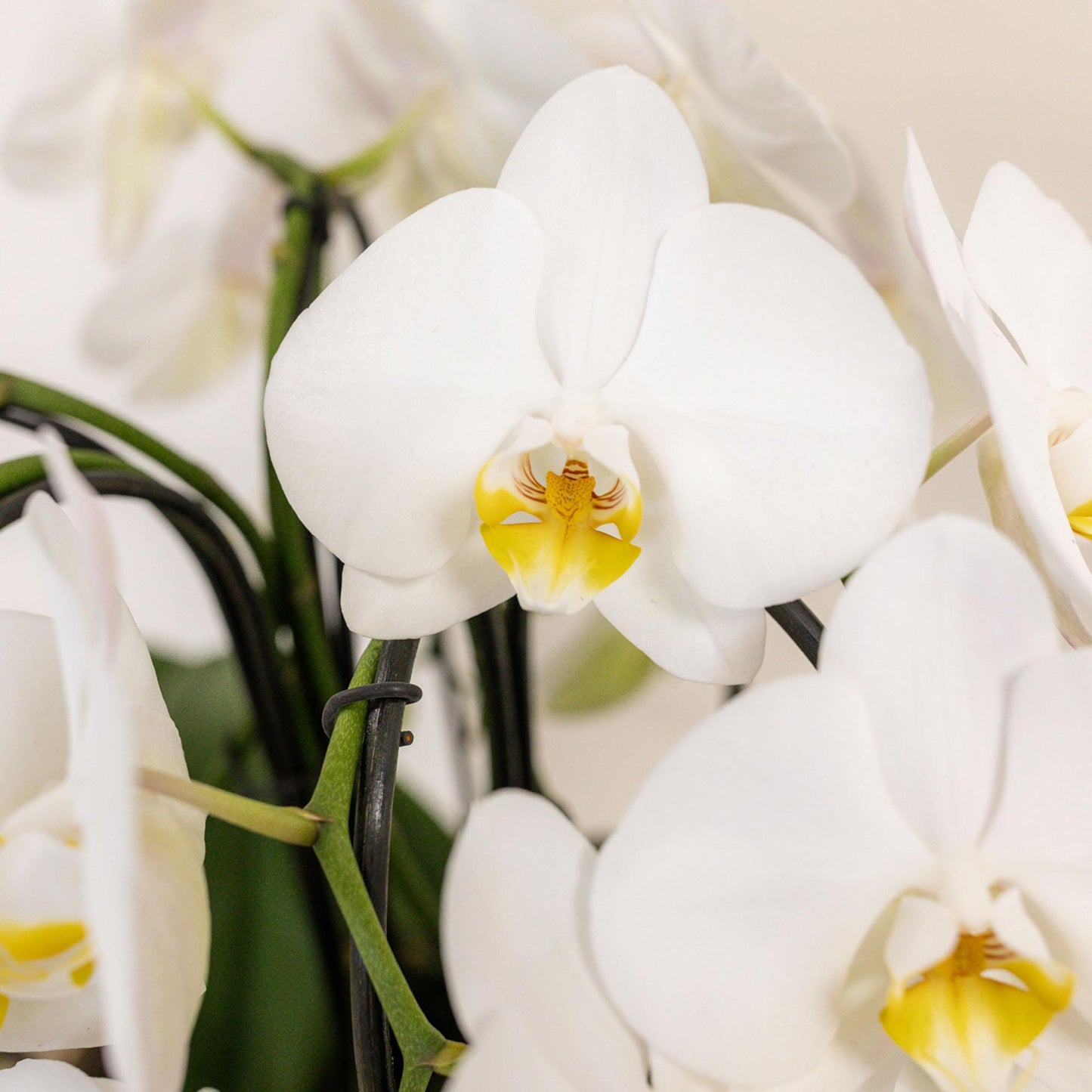 Set van 3 orchideeën met waterreservoir | Langdurige bloei & makkelijke verzorging