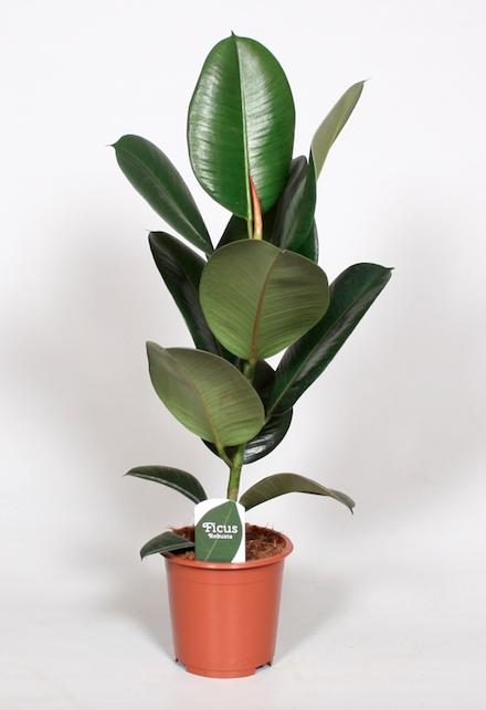 Ficus Elastica 'Robusta' | Sterke Rubberplant | Luchtzuiverende Kamerplant | Donkergroen & Makkelijk in Onderhoud
