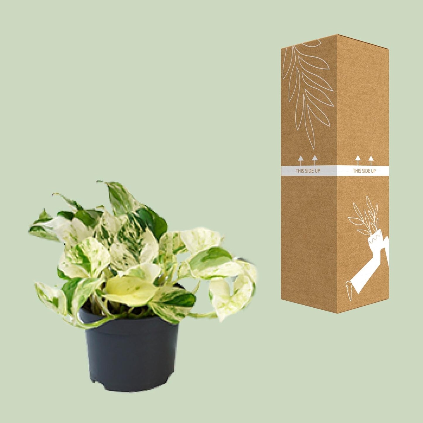 Epipremnum 'Happy Leaf' – Bonte Klimplant met Frisse Uitstraling