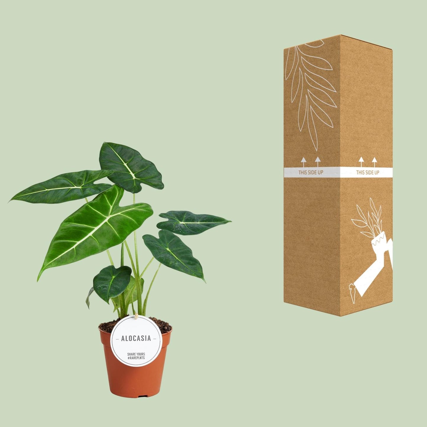 Alocasia 'Frydek' – Fluweelachtige Olifantsoor | Luxe Bladplant met Diepgroene Bladeren