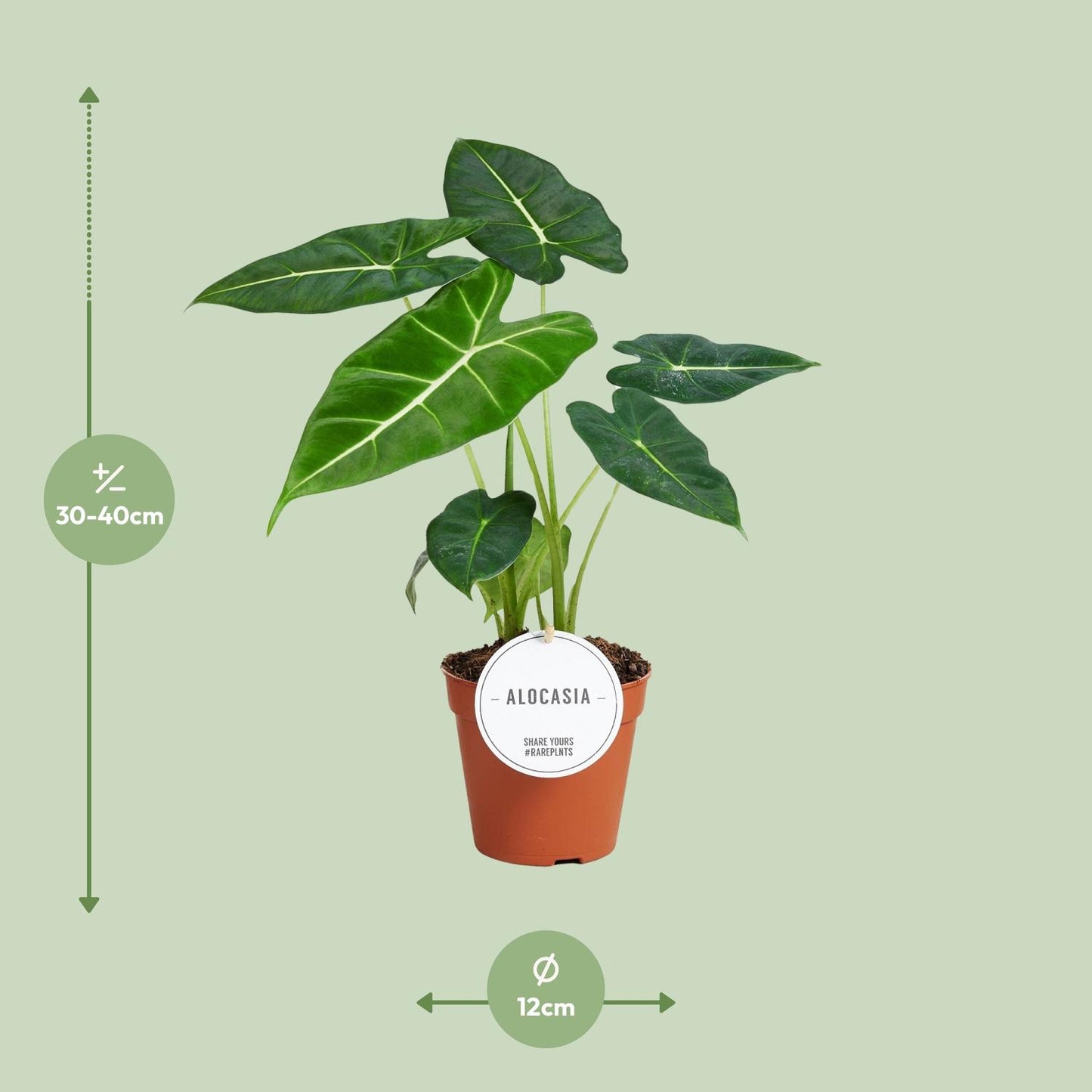 Alocasia 'Frydek' – Fluweelachtige Olifantsoor | Luxe Bladplant met Diepgroene Bladeren