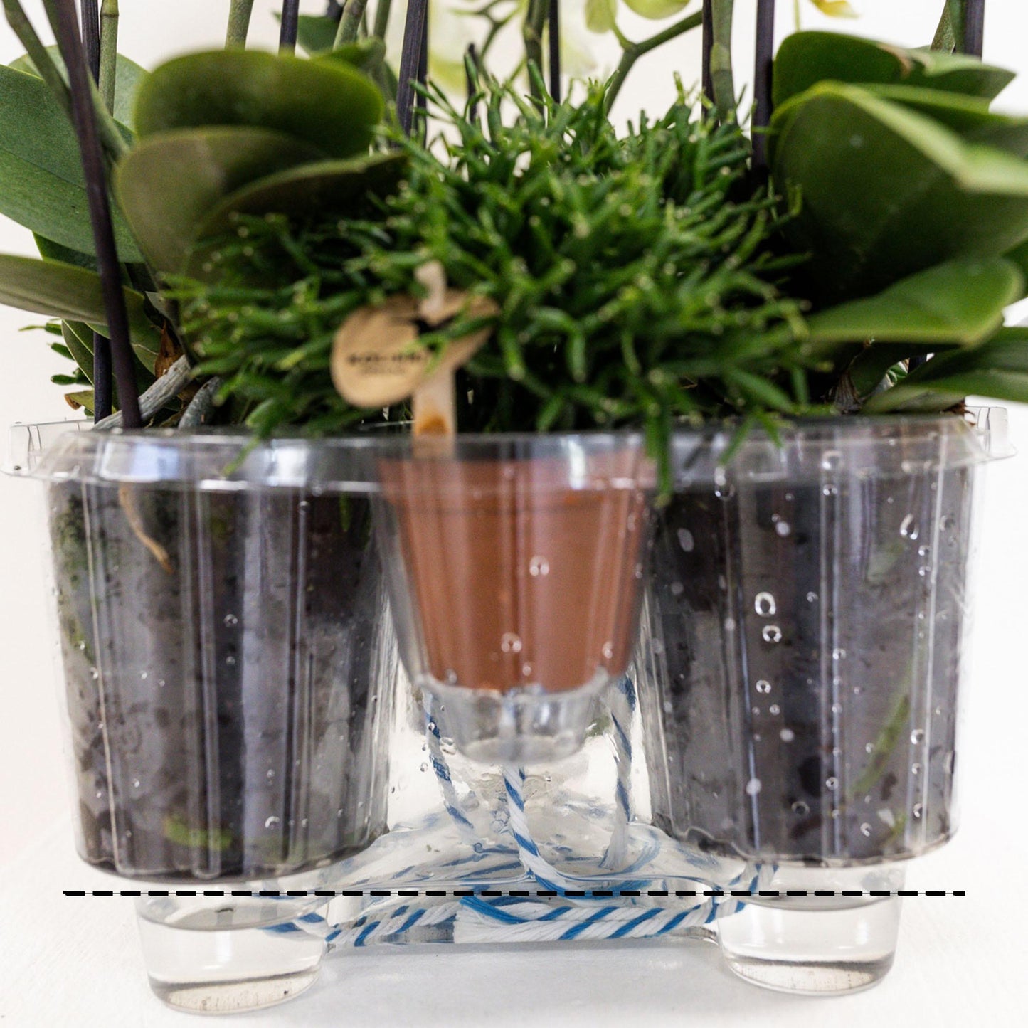 Set van 3 orchideeën met waterreservoir | Langdurige bloei & makkelijke verzorging