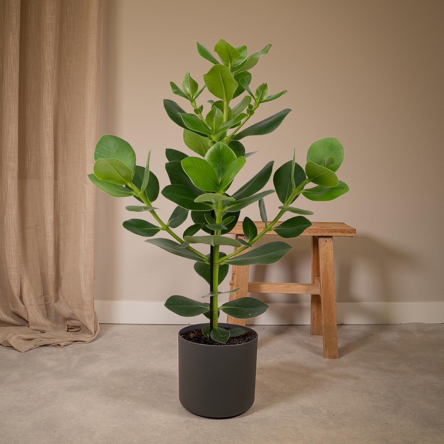 Clusia rosea ‘Princess’ – Stoere Kamerplant met Glanzend Groen Blad