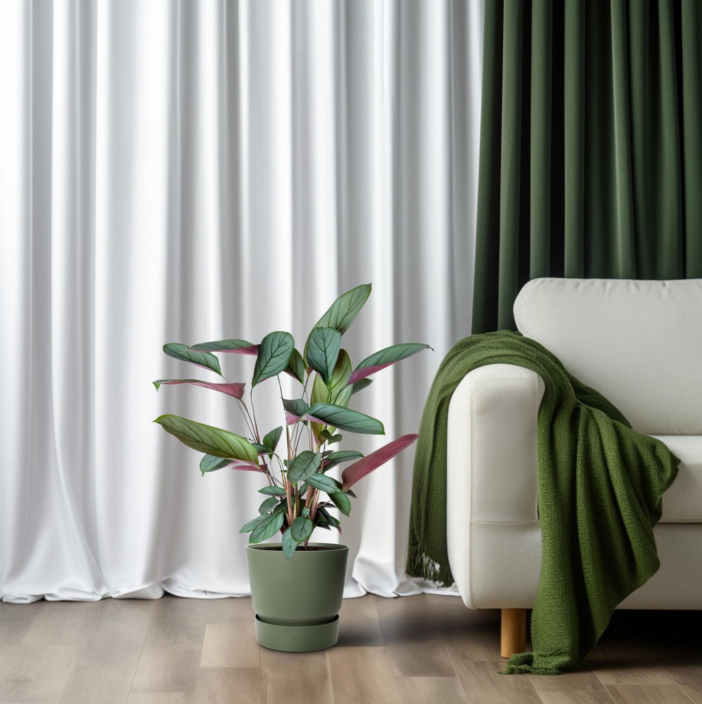 Ctenanthe Setosa – Tropische Blikvanger met Zilvergroen Gestreept Blad
