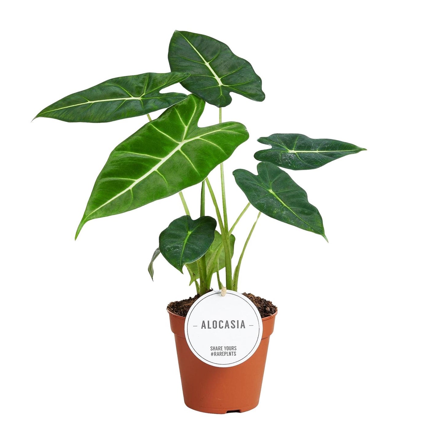 Alocasia 'Frydek' – Fluweelachtige Olifantsoor | Luxe Bladplant met Diepgroene Bladeren