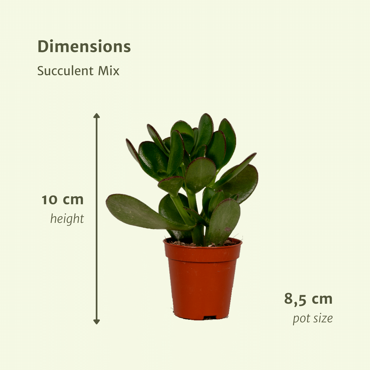 Succulenten Mix – Onderhoudsvriendelijke vetplanten voor elk interieur