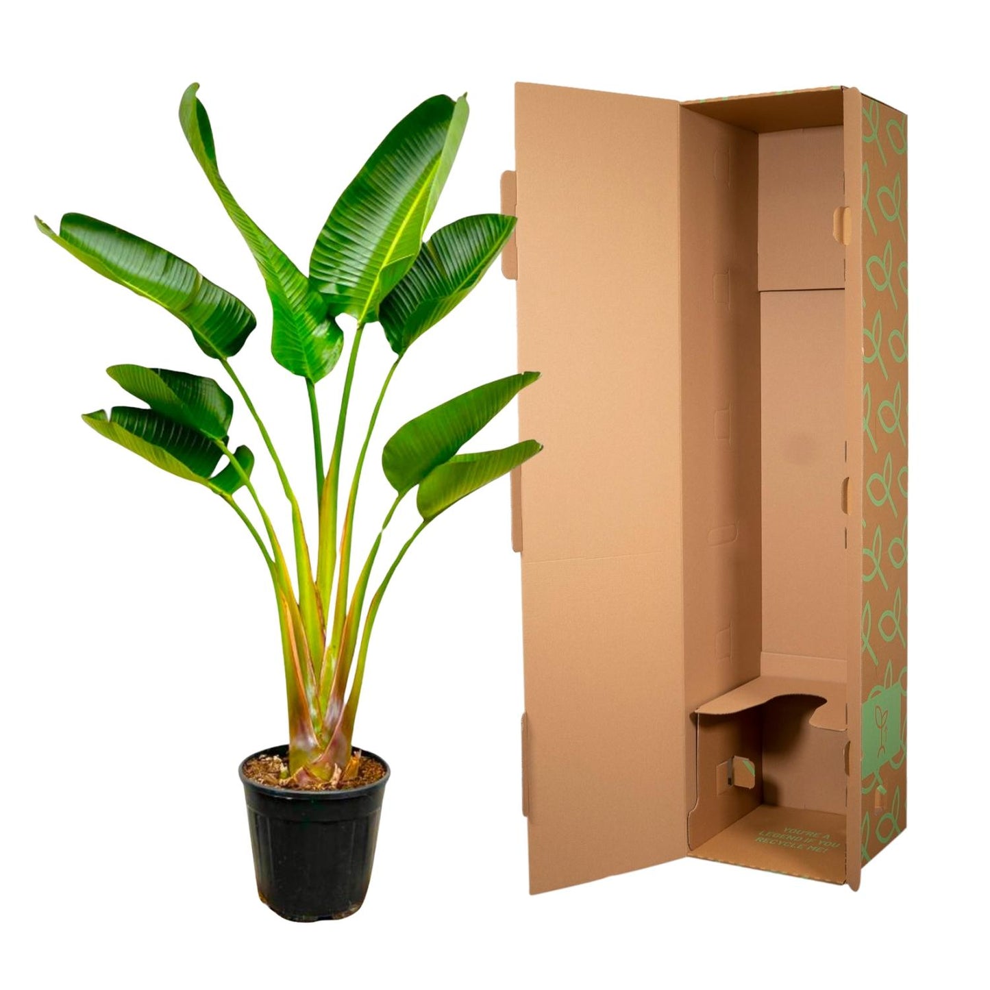 Strelitzia Augusta – Robuuste Tropische Kamerplant met Grote Bladeren
